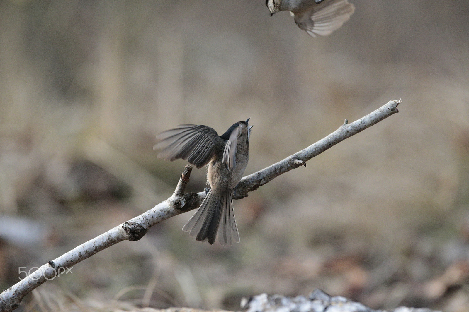 Canon EF 300mm F2.8L IS USM sample photo. Under attack 4 photography