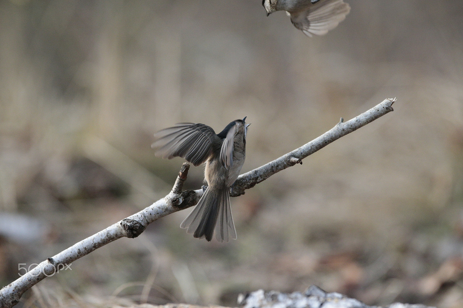 Canon EOS-1D X + Canon EF 300mm F2.8L IS USM sample photo. Under attack 4 photography