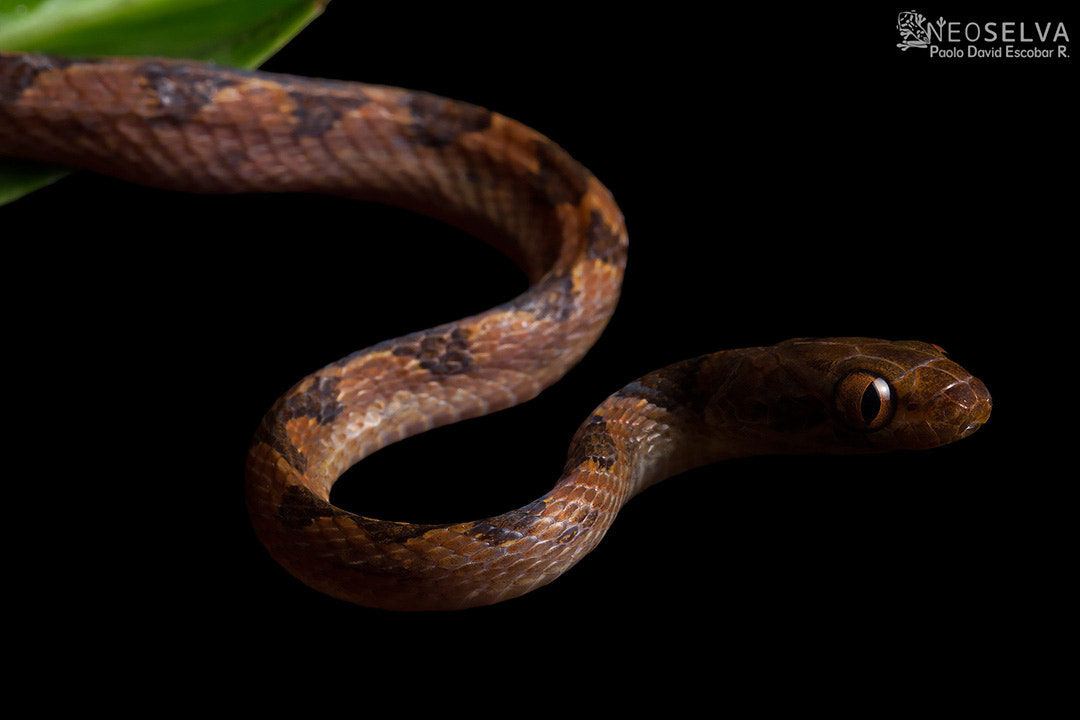 Canon EF 100mm F2.8L Macro IS USM sample photo. Northern cat-eyed snake (leptodeira septentrionali photography