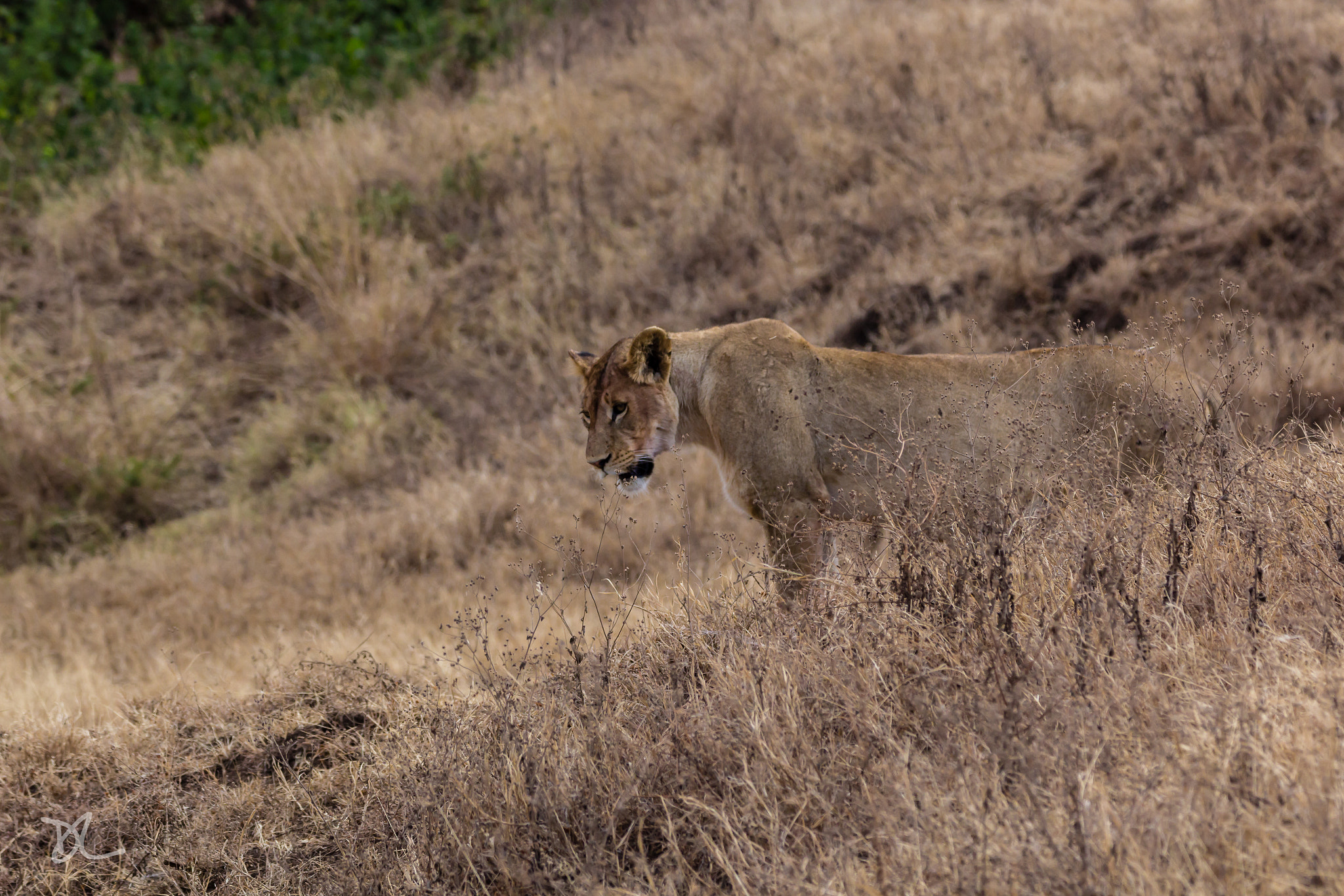 Tamron SP 150-600mm F5-6.3 Di VC USD sample photo. Searching for food ... photography