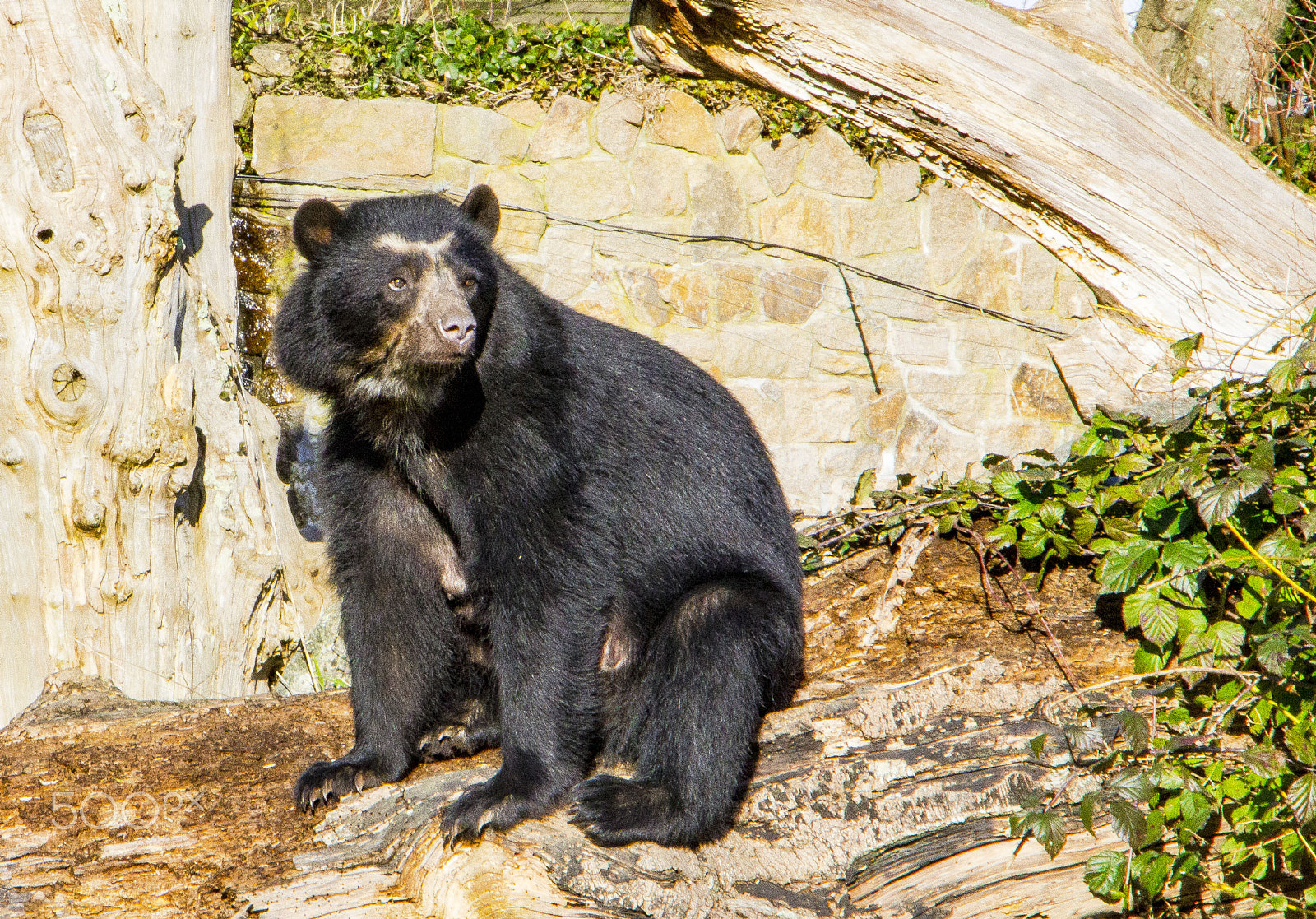 Canon EOS 1200D (EOS Rebel T5 / EOS Kiss X70 / EOS Hi) sample photo. Bear at durrell wildlife park photography