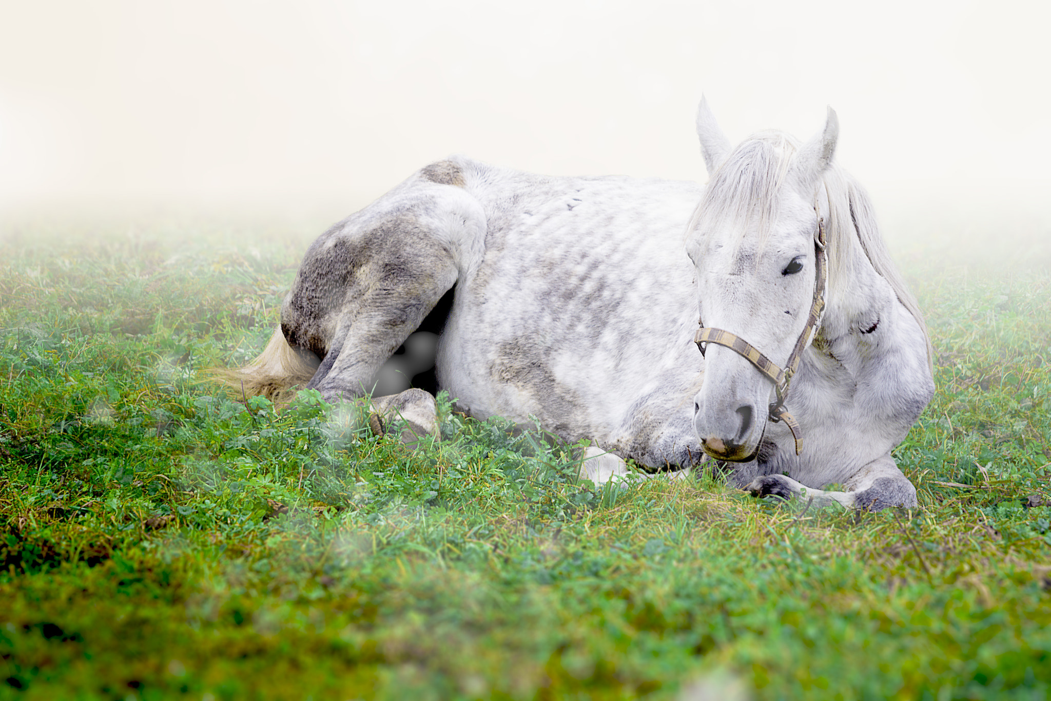 Nikon D7100 + Sigma 120-400mm F4.5-5.6 DG OS HSM sample photo. White horse lying on the grass photography