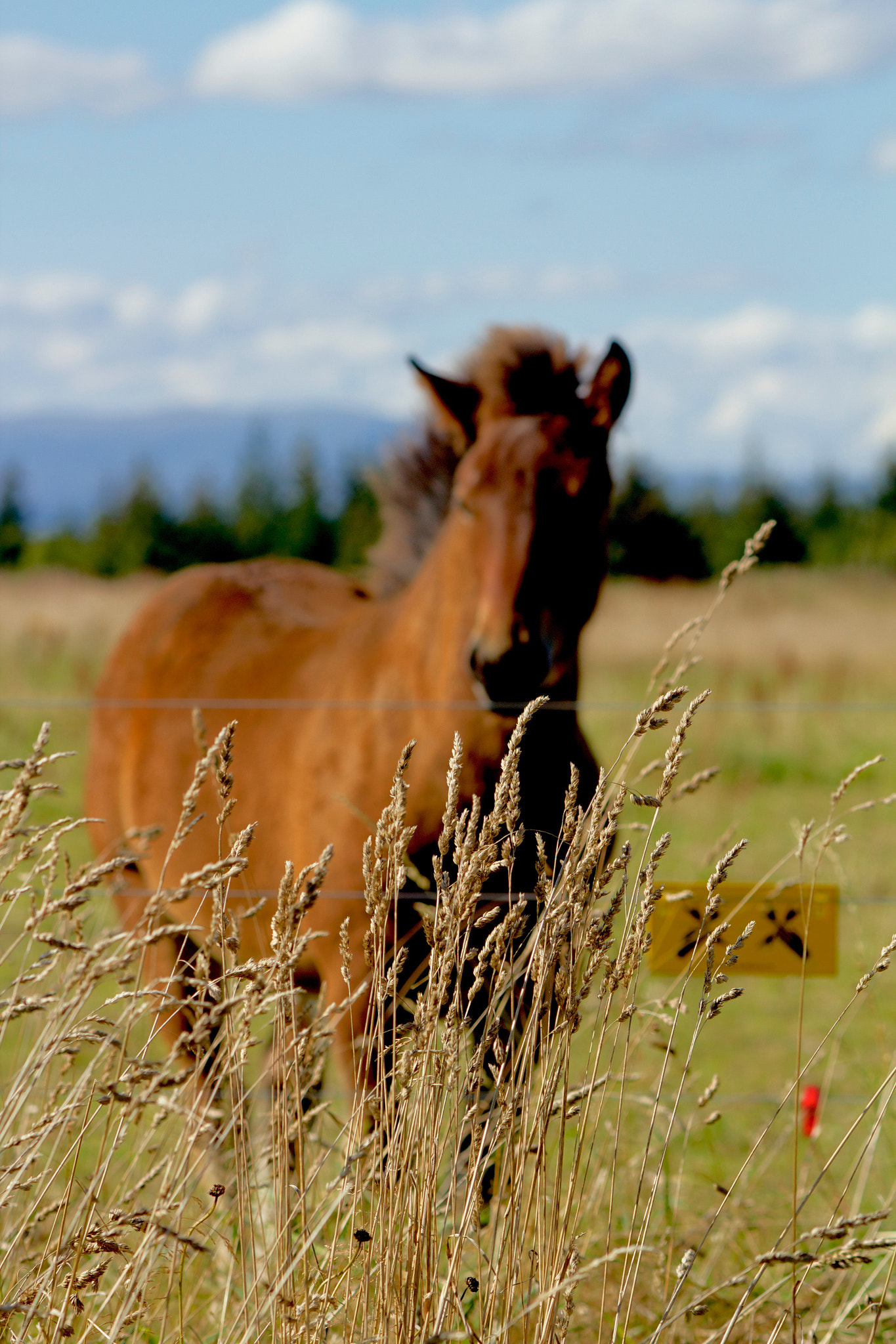 Canon EOS 600D (Rebel EOS T3i / EOS Kiss X5) + Canon EF 100-300mm F4.5-5.6 USM sample photo. Culloden horse photography