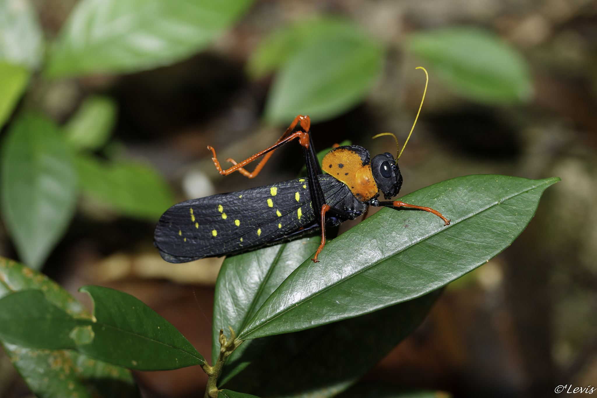 Canon EF-S 60mm F2.8 Macro USM sample photo. Gafanhoto photography