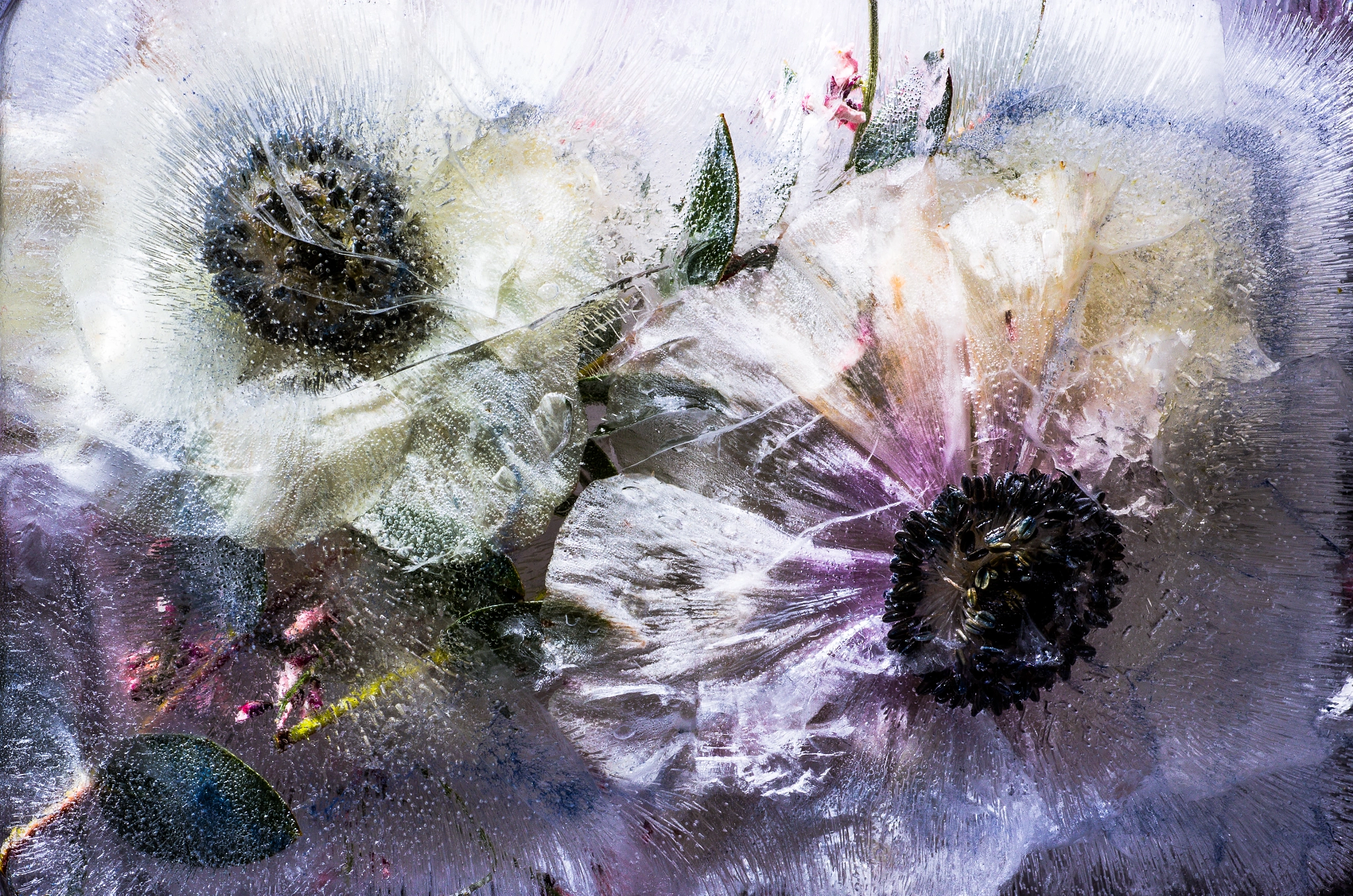 Tamron SP AF 90mm F2.8 Di Macro sample photo. Frozen flowers  photography