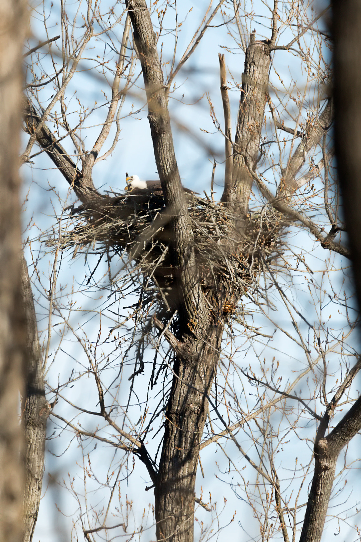 Canon EOS-1D X Mark II sample photo. Bald eagles working on nest photography