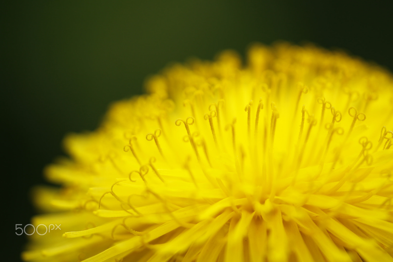 Sigma APO Macro 180mm F2.8 EX DG OS HSM sample photo. Dandelion or taraxacum officinale photography
