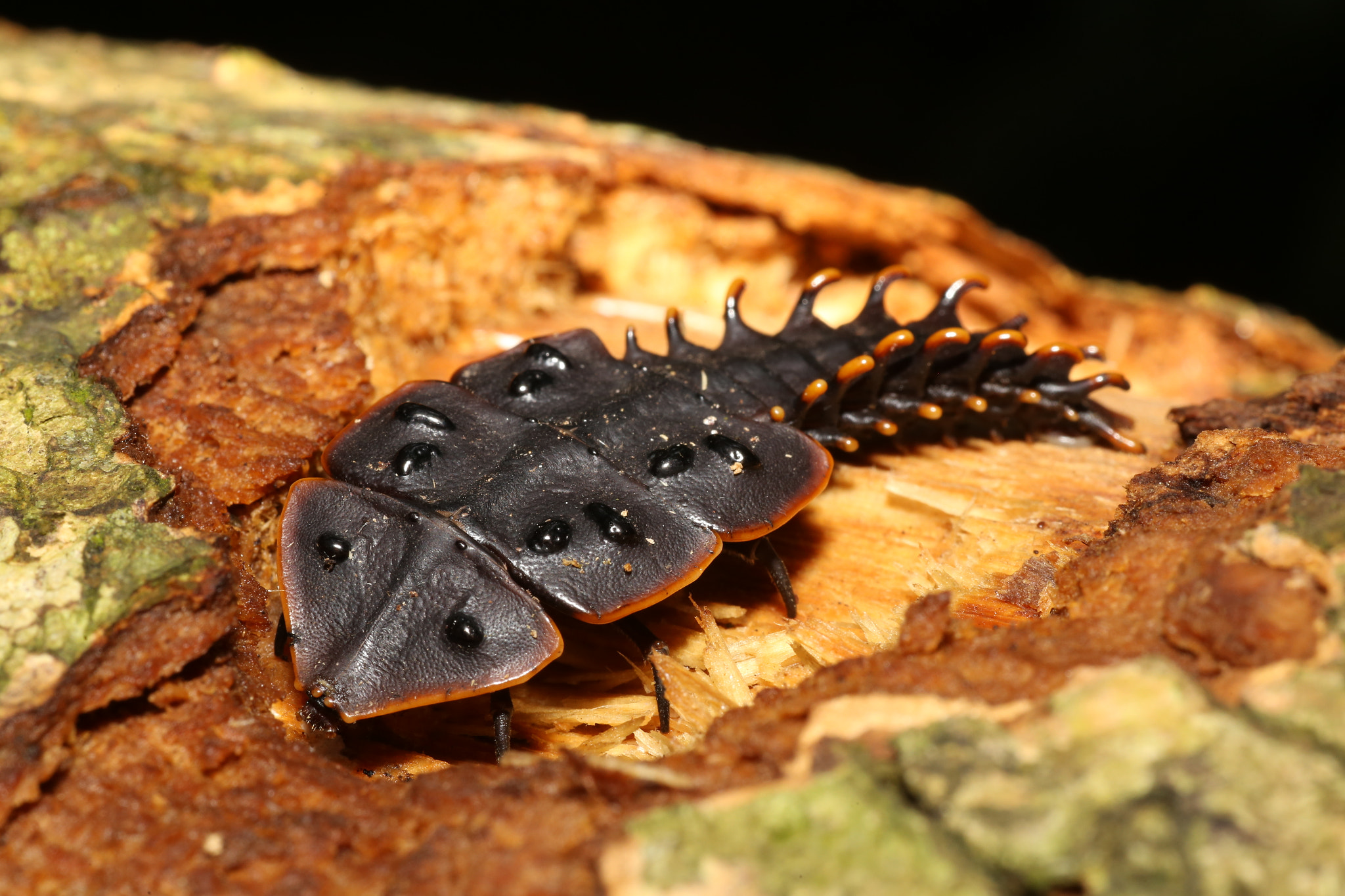 Canon EOS 6D + Tamron SP AF 90mm F2.8 Di Macro sample photo. Who knows this species? photography
