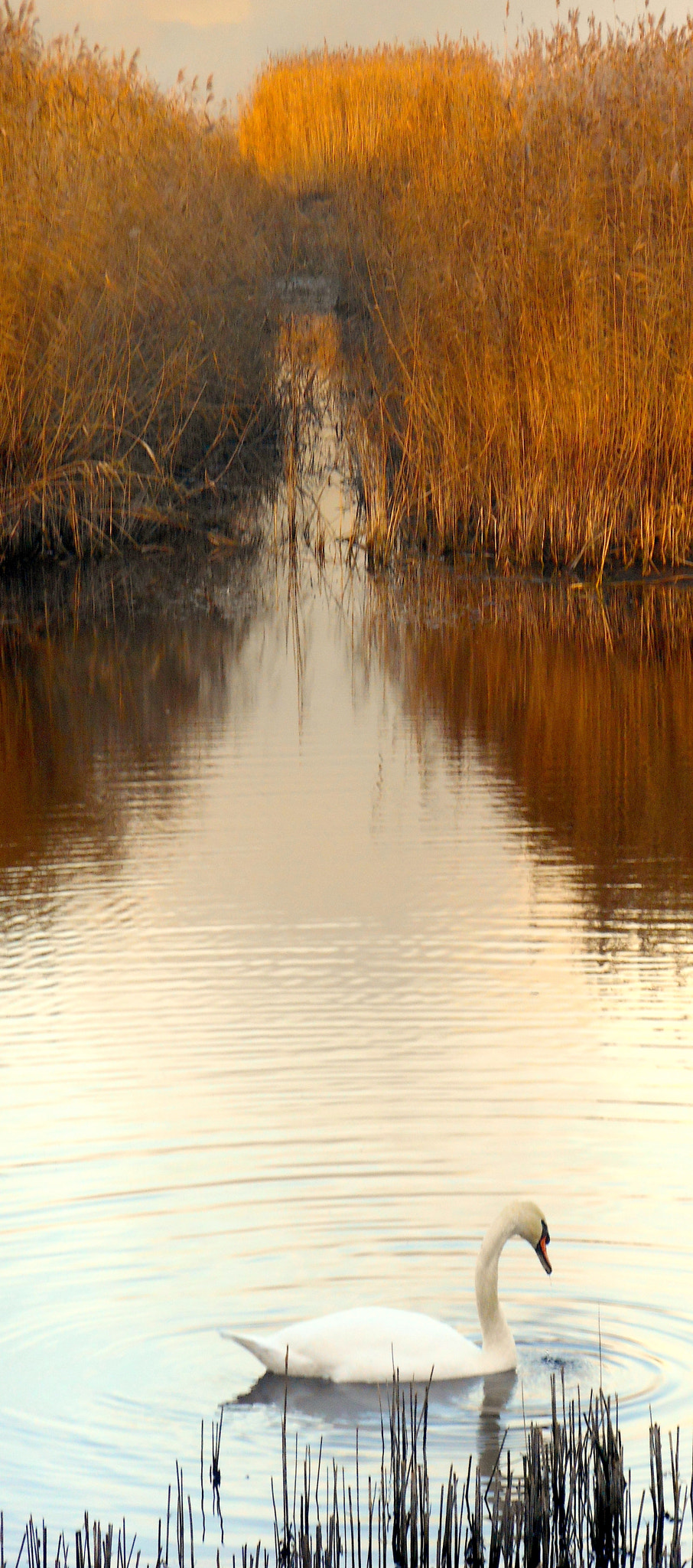 Nikon COOLPIX S3400 sample photo. Swan and reeds photography