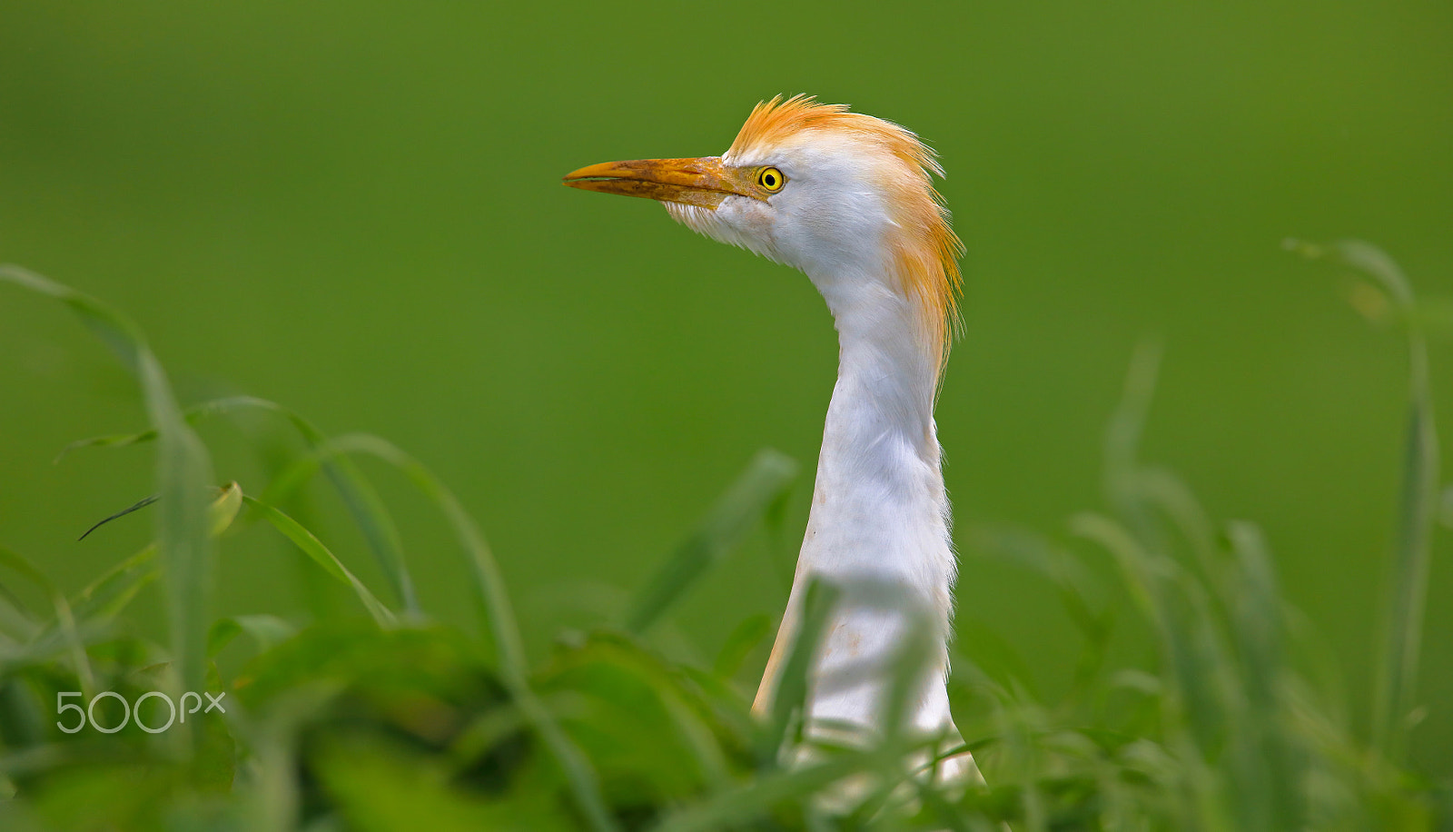 Canon EF 400mm F2.8L IS II USM sample photo. Héron garde bœufs photography