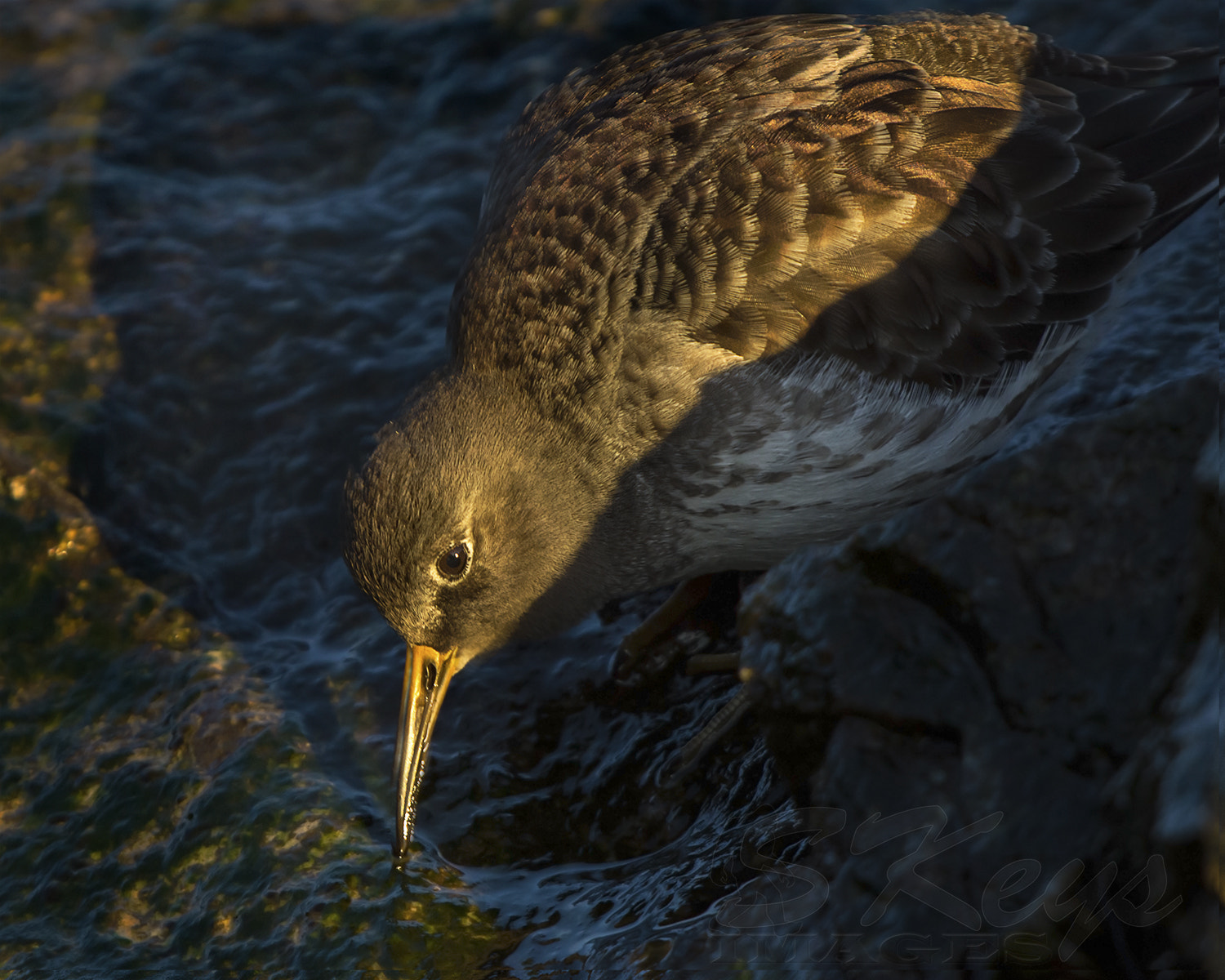 Nikon D7200 + Sigma 500mm F4.5 EX DG HSM sample photo. Lean (purple sandpiper) photography