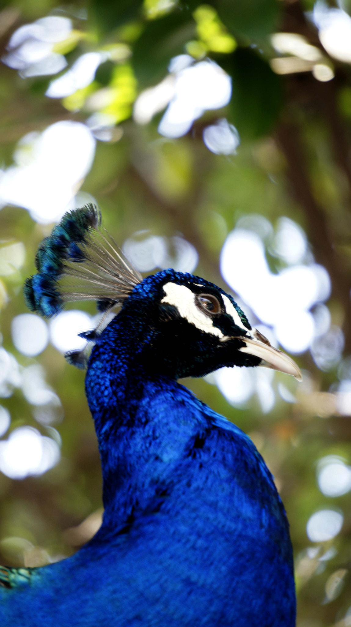 Sony Alpha NEX-5 + Sony E 55-210mm F4.5-6.3 OSS sample photo. Pavo real en el jardín del museo de dolores olmedo photography