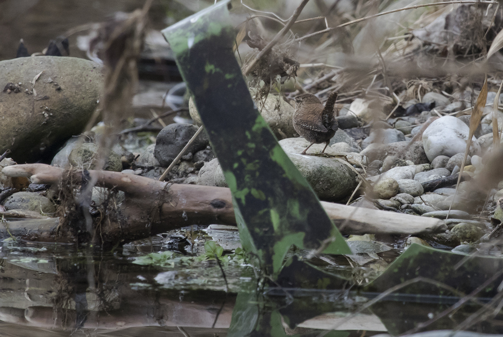 Canon EF 100-400mm F4.5-5.6L IS USM sample photo. Scricciolo su riva fiume ticino photography