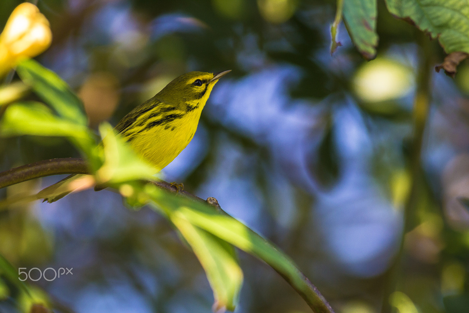 Canon EOS 60D + Canon EF 400mm F5.6L USM sample photo. Prairie warbler photography