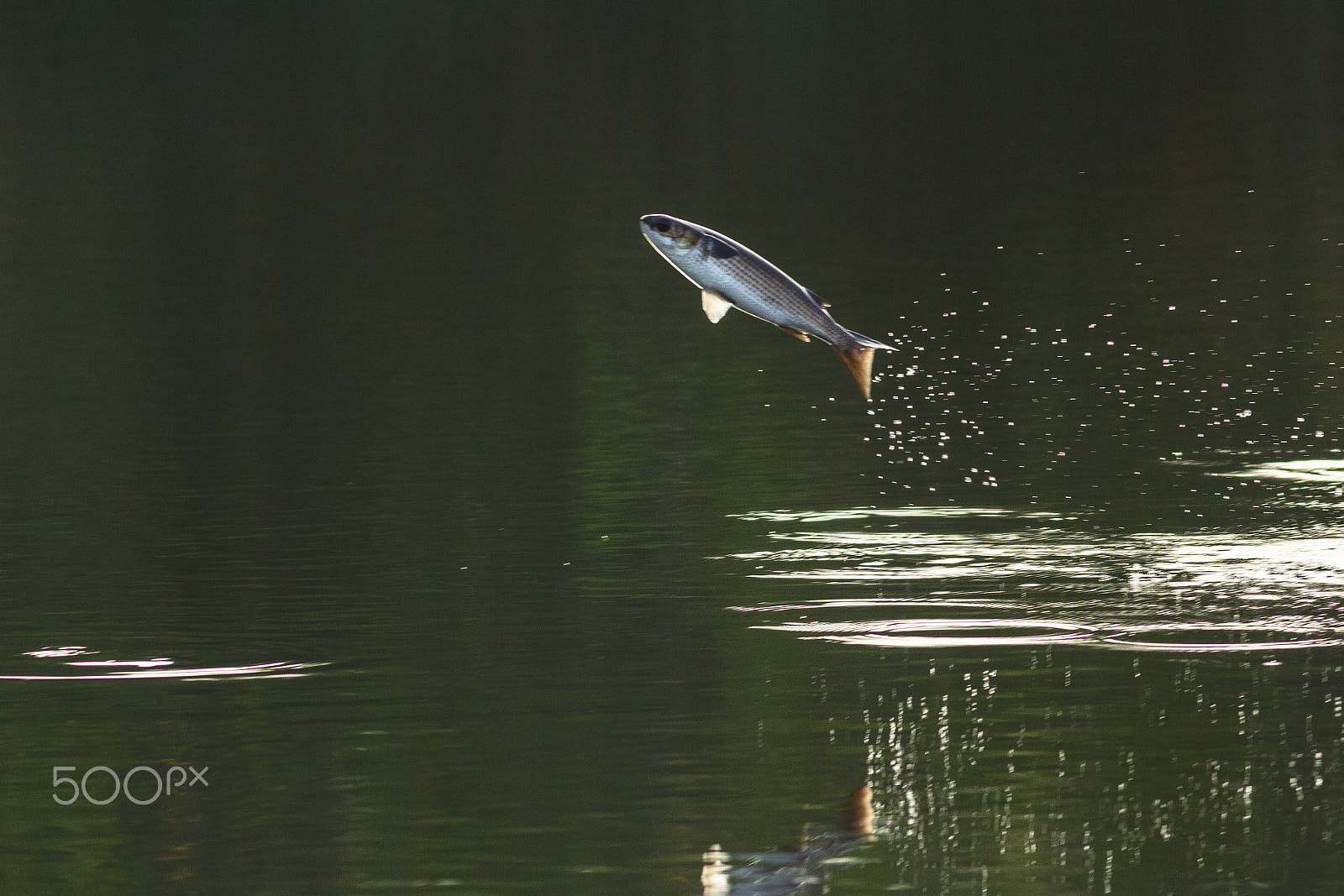 Canon EOS 60D + Canon EF 400mm F5.6L USM sample photo. Stripped mullet photography