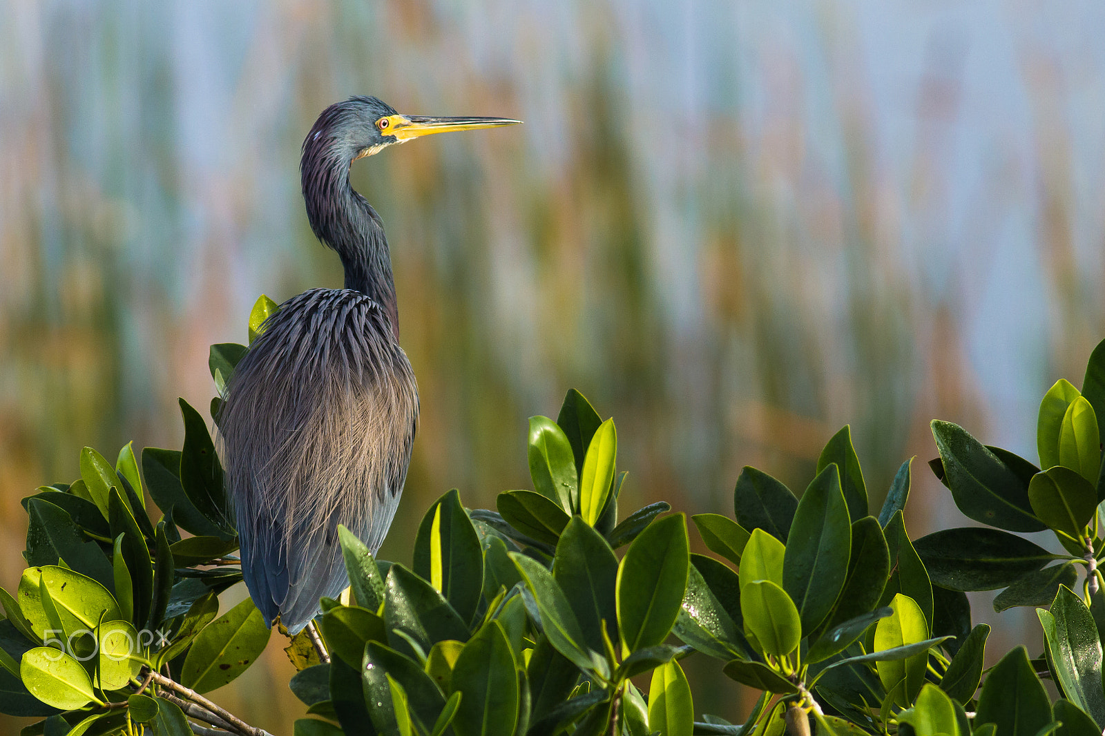 Canon EOS 60D + Canon EF 400mm F5.6L USM sample photo. Tricolored heron photography