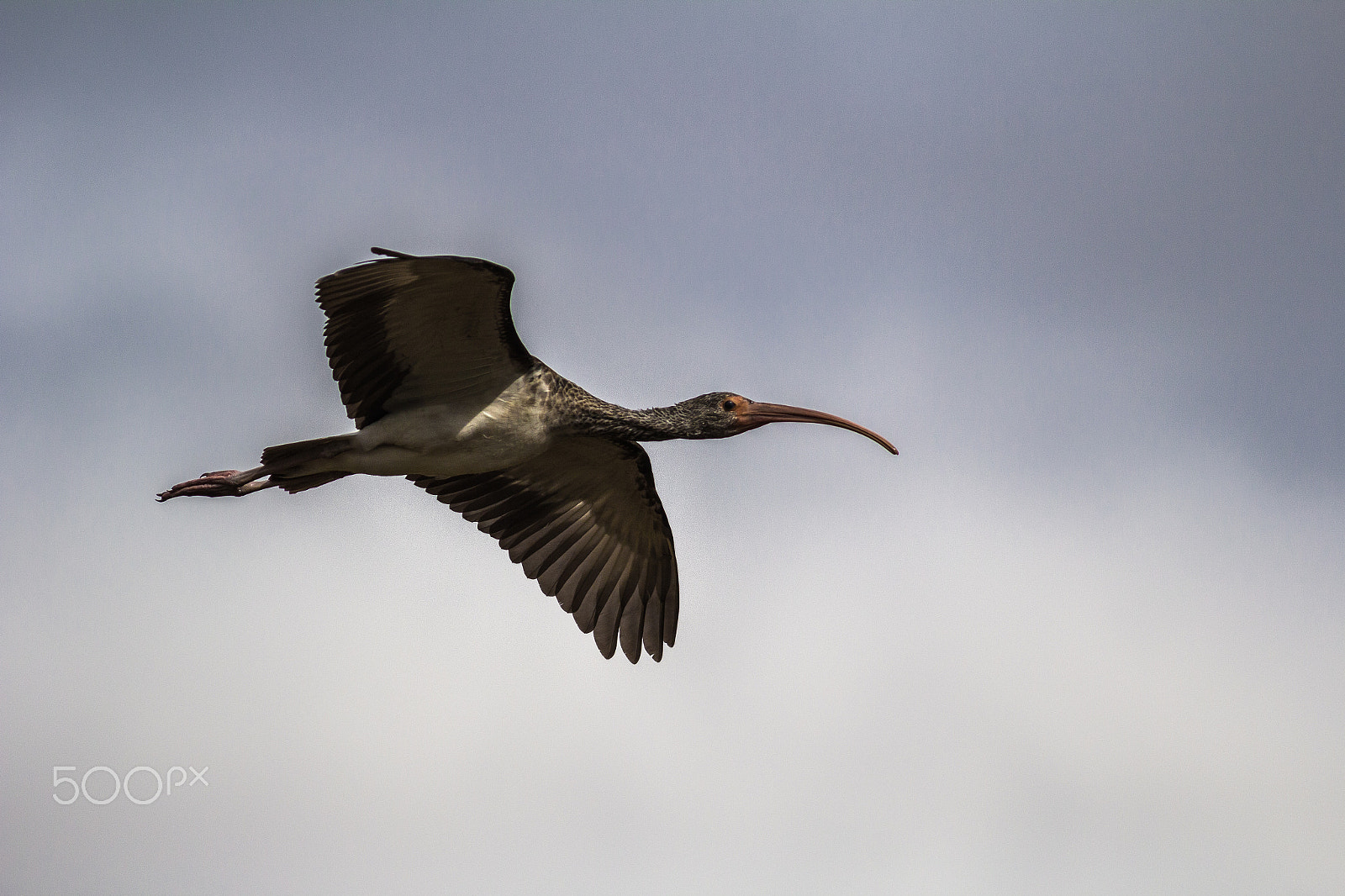 Canon EOS 60D + Canon EF 400mm F5.6L USM sample photo. White ibis, immature photography