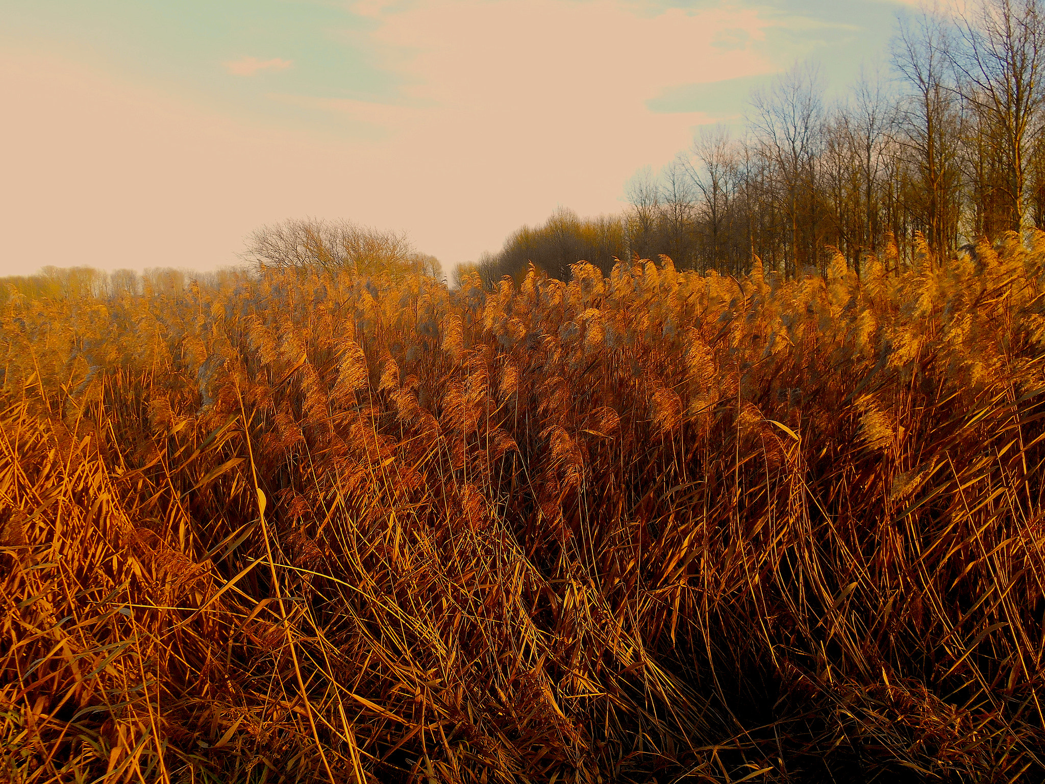 Nikon COOLPIX S3400 sample photo. Fenland in fading sunlight photography
