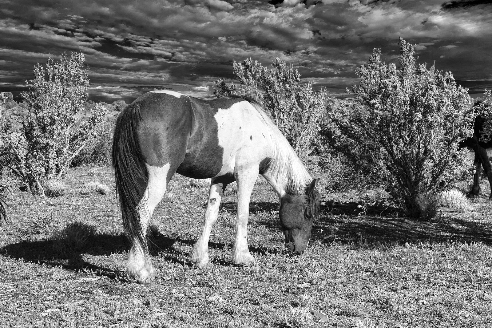 Sony Alpha DSLR-A350 sample photo. Wild mustang photography