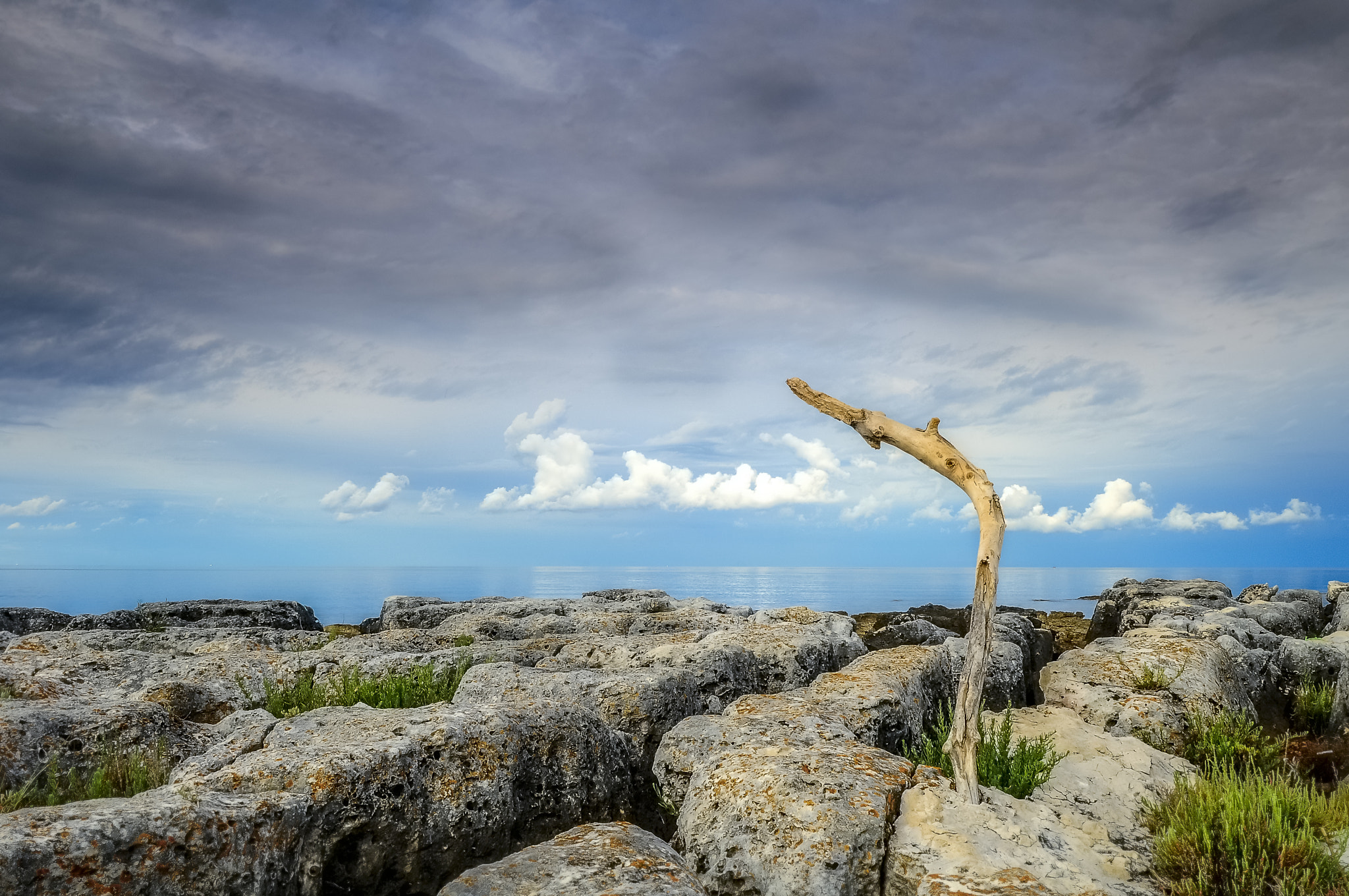 Nikon D300S sample photo. Branch in rocks photography