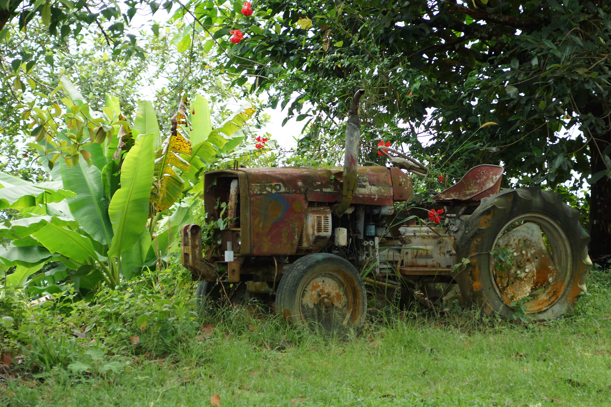 Sony SLT-A65 (SLT-A65V) sample photo. Forgotten photography