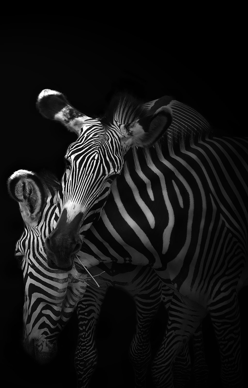Sigma 150-500mm F5-6.3 DG OS HSM sample photo. Zebras - lk photography