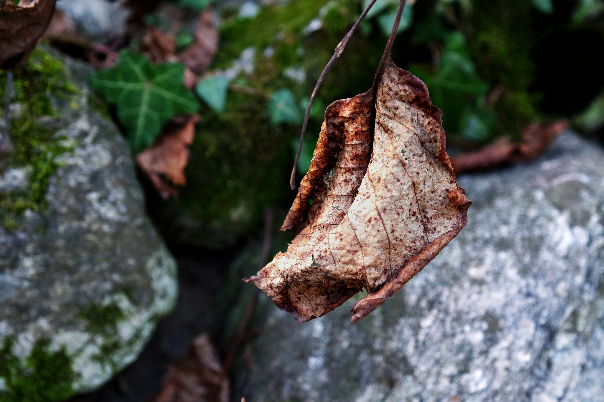 Samsung NX3000 + NX 18-55mm F3.5-5.6 sample photo. Leaf....study bokeh photography