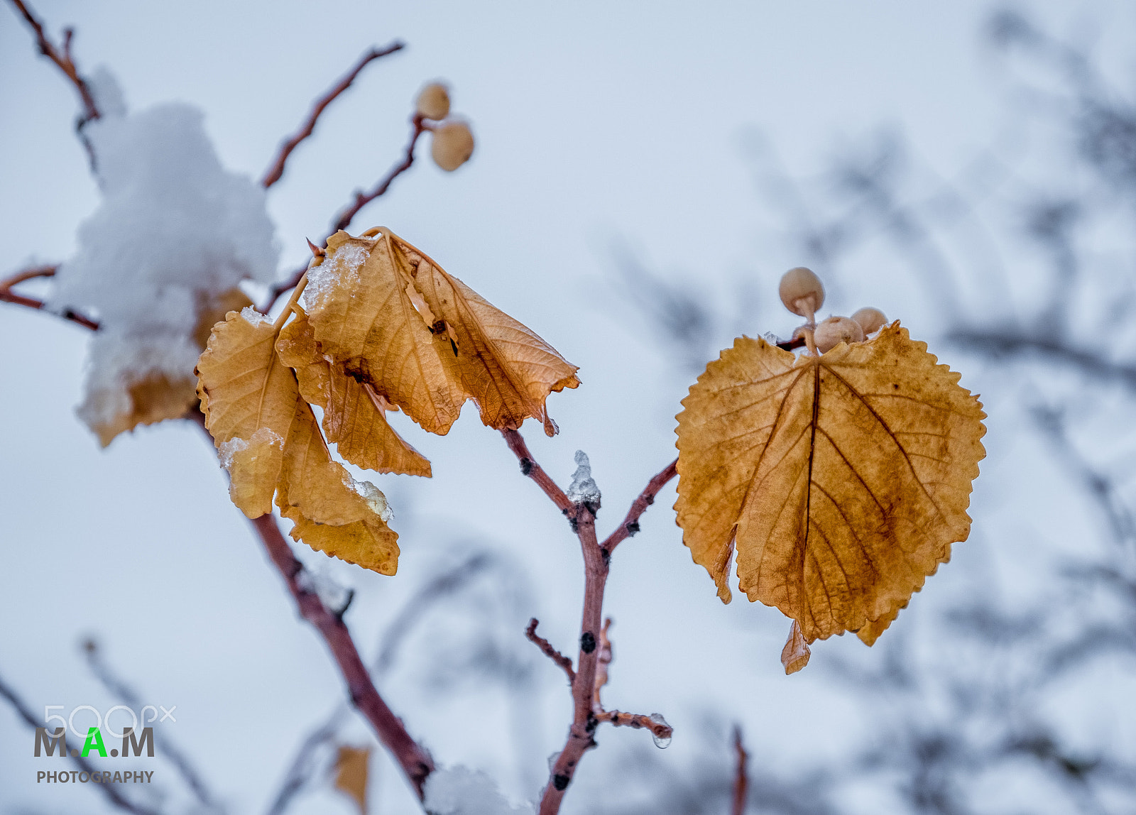 Nikon D5500 sample photo. Remains of 2016 photography