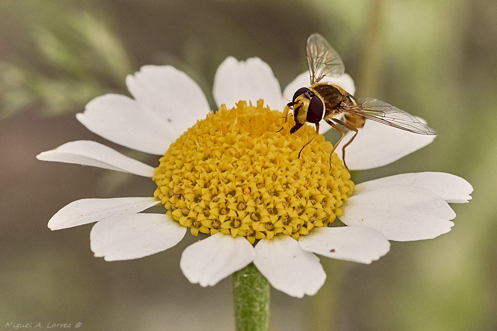 150mm F2.8 sample photo. Syrphidae photography