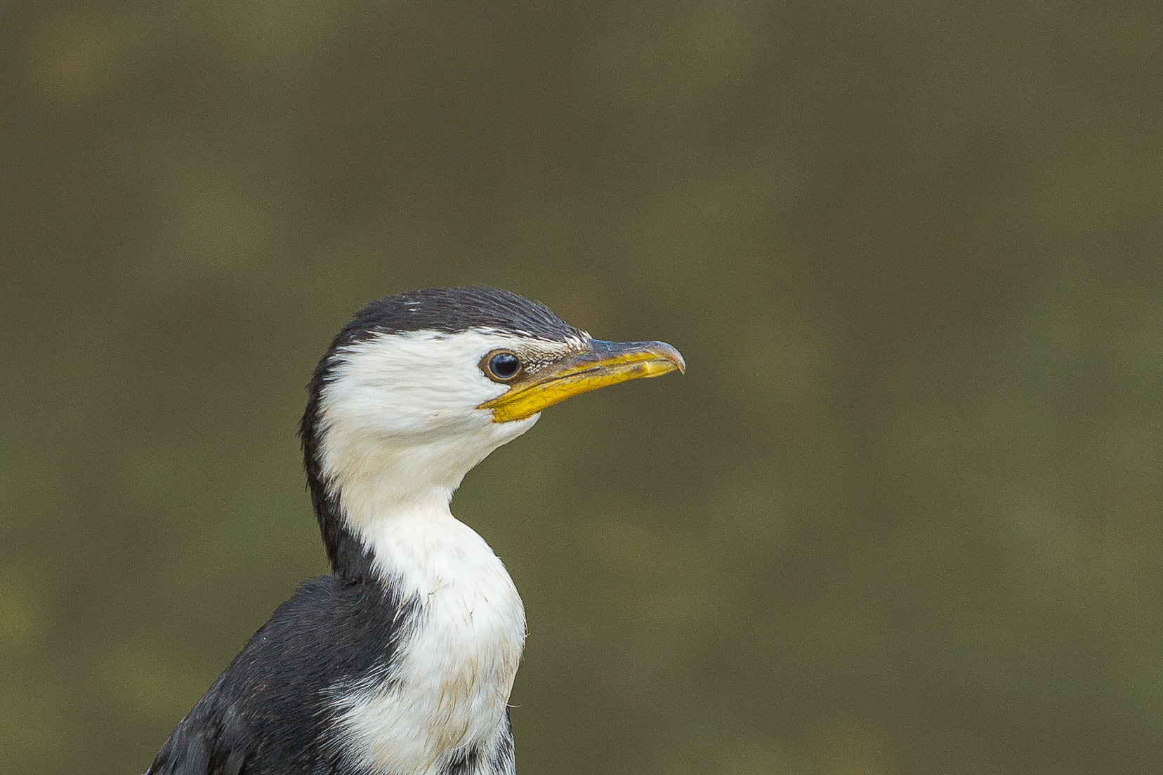 Sigma 70-200mm F2.8 EX DG OS HSM sample photo. Shag photography