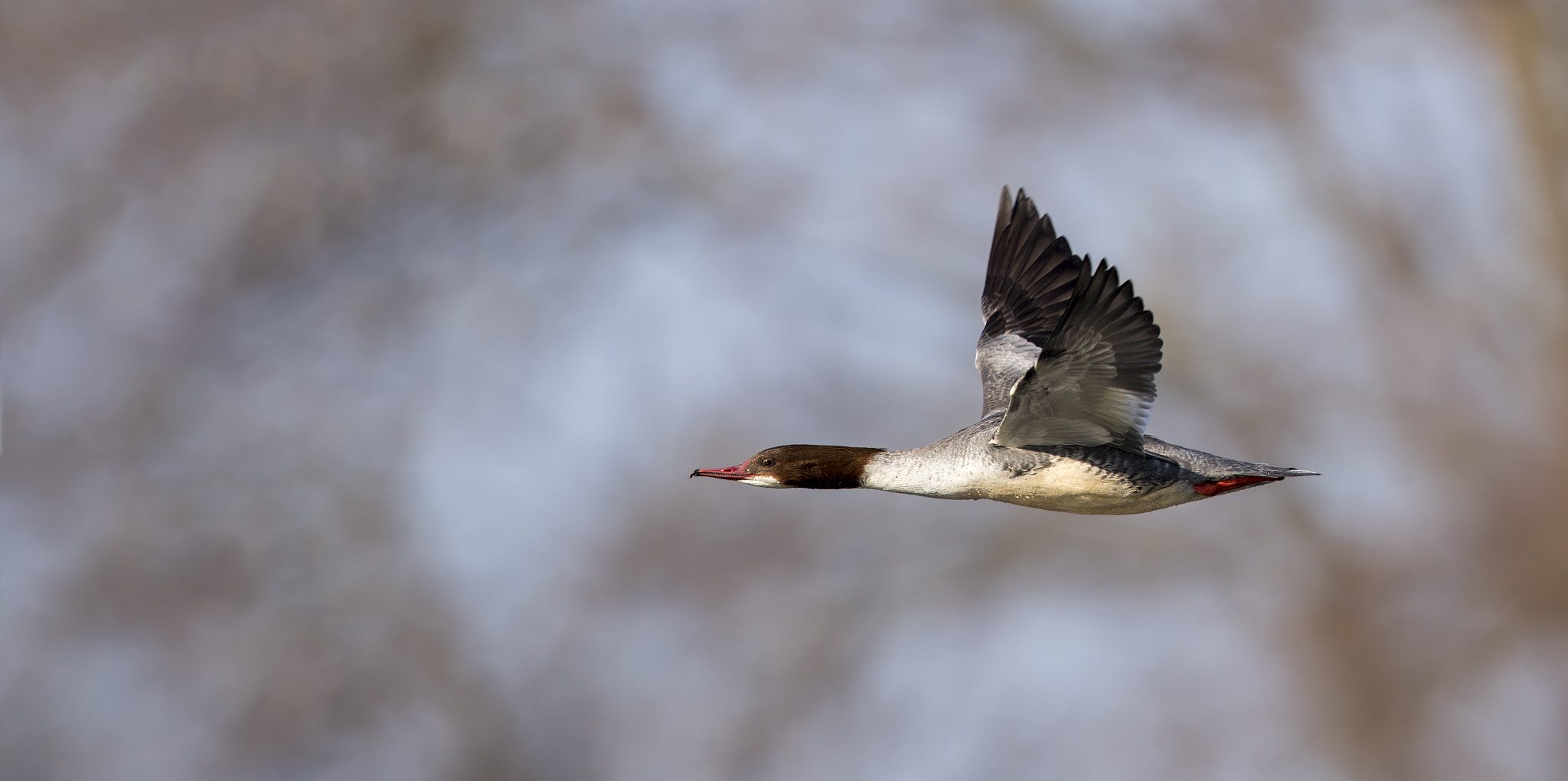 Canon EOS-1D X Mark II + Canon EF 500mm F4L IS II USM sample photo. Mergus merganser photography