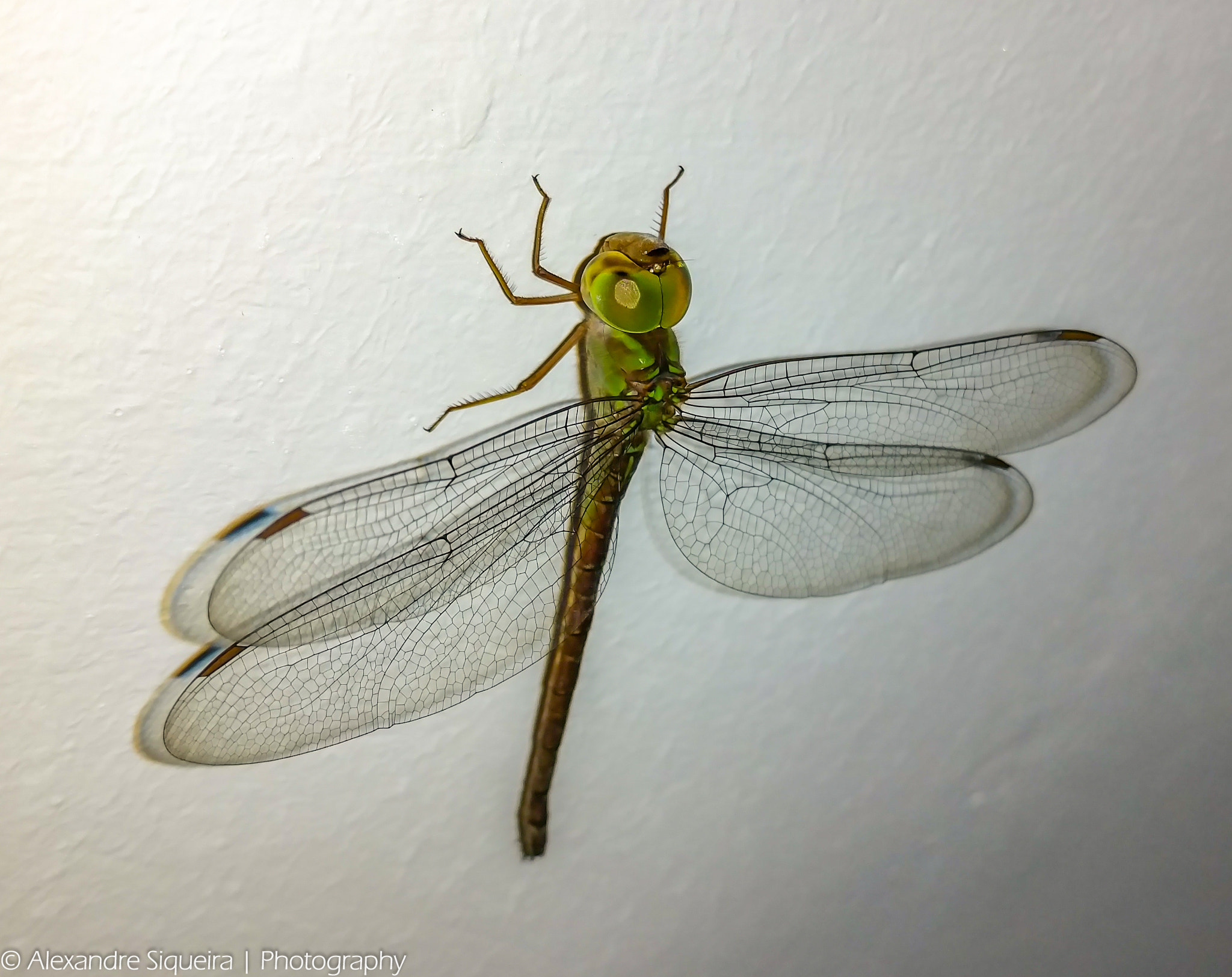 Motorola Moto X Style sample photo. Dragon photography
