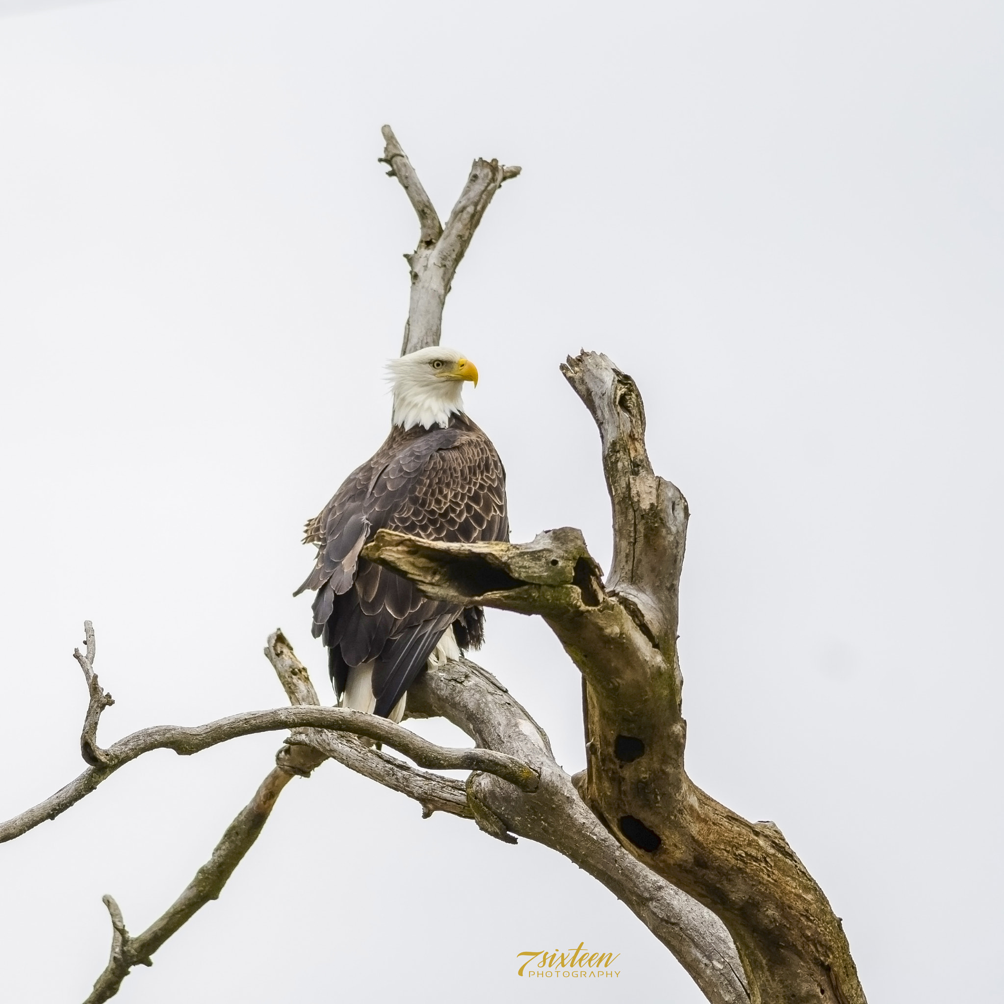 Nikon D500 + Nikon AF-S Nikkor 300mm F4D ED-IF sample photo. Majestic eagle photography