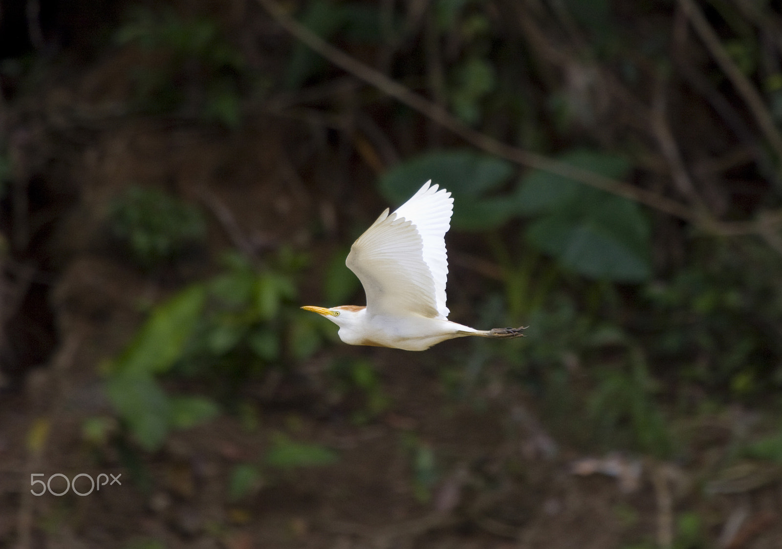 Canon EF 100-400mm F4.5-5.6L IS USM sample photo. Winging it photography