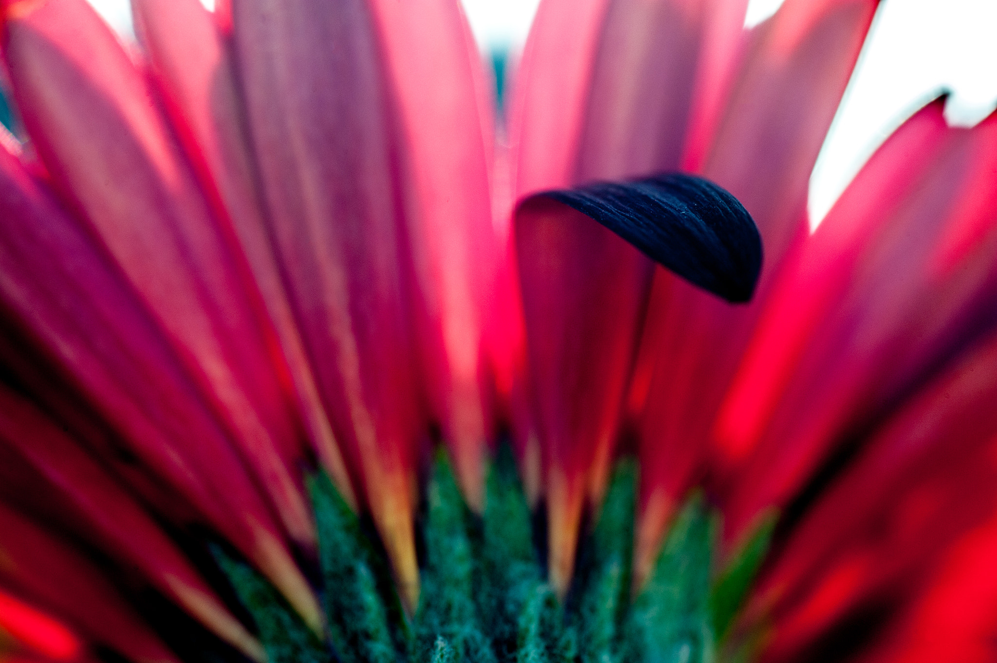 Nikon D3 + AF Micro-Nikkor 105mm f/2.8 sample photo