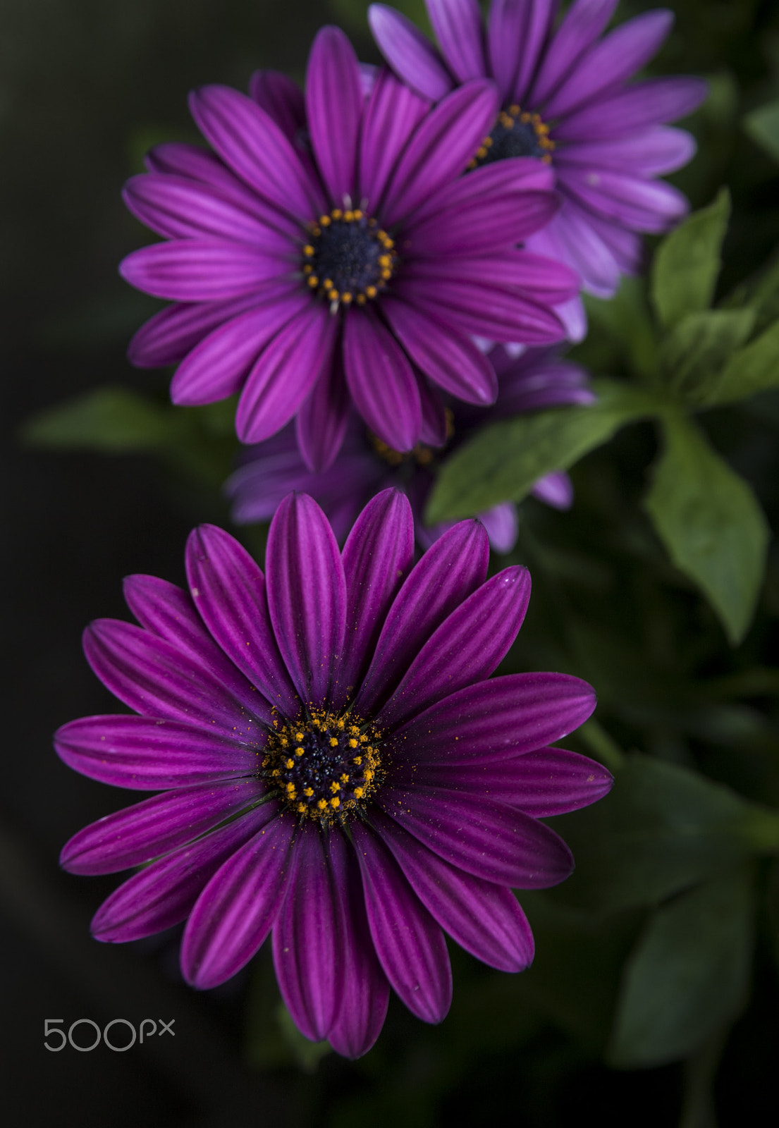 Canon EOS 7D Mark II + Tamron AF 28-75mm F2.8 XR Di LD Aspherical (IF) sample photo. Deep purple photography