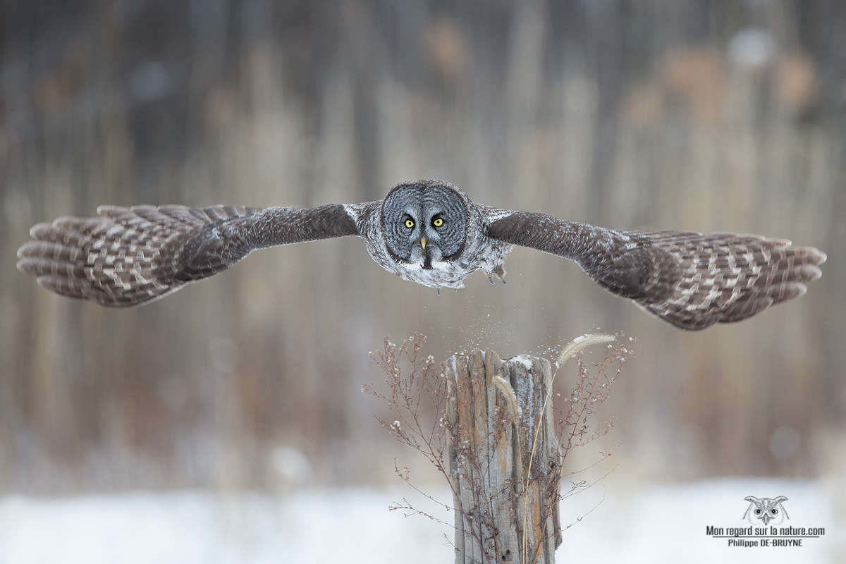 Canon EOS-1D X + Canon EF 500mm F4L IS USM sample photo. Le départ !! photography
