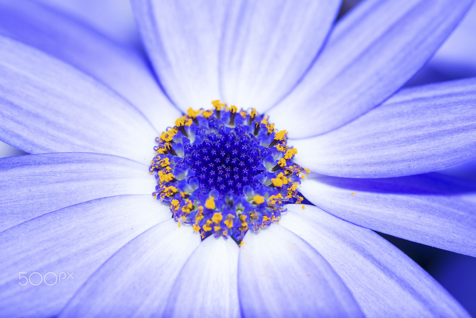 Nikon D800 + Nikon AF Micro-Nikkor 200mm F4D ED-IF sample photo. Blue pericallis photography