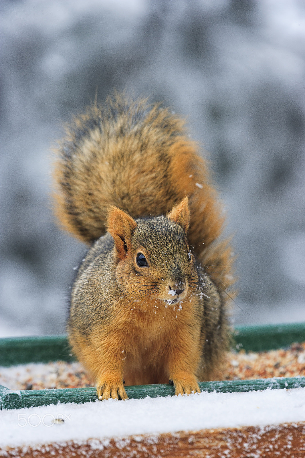 Canon EF 100-400mm F4.5-5.6L IS USM sample photo. Fox squirrel photography
