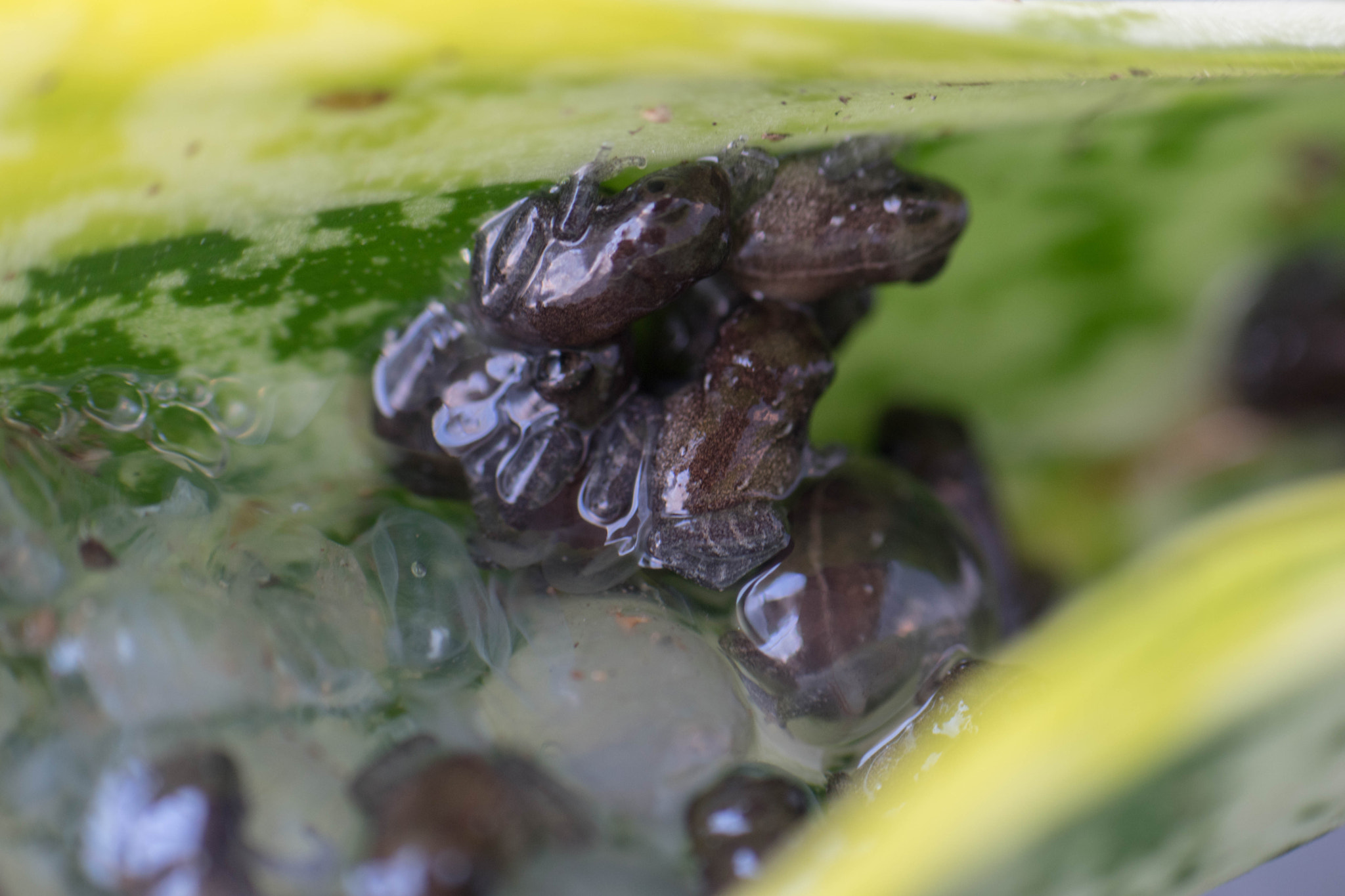Nikon AF-S Micro-Nikkor 105mm F2.8G IF-ED VR sample photo. Hatching coqui eggs photography