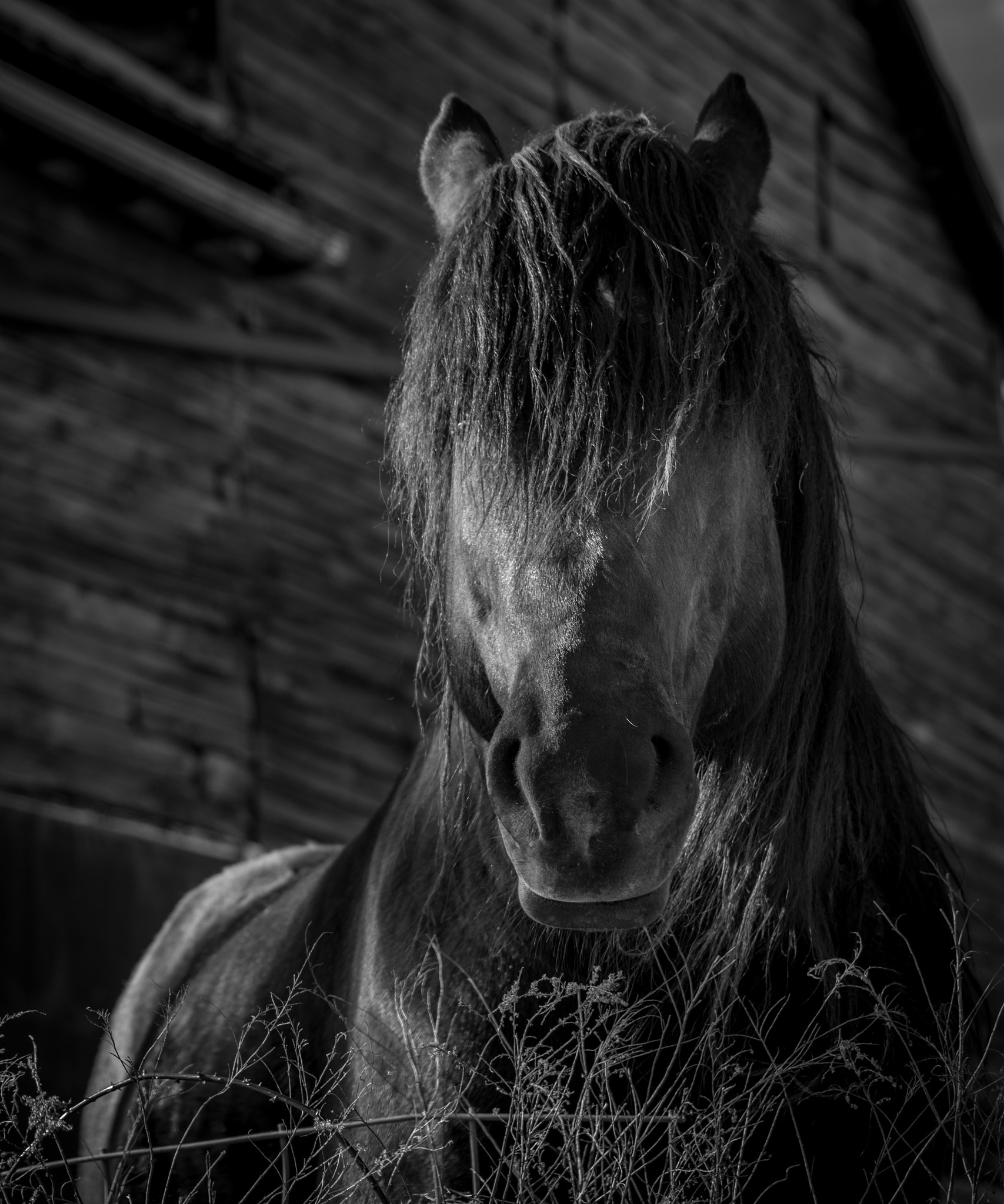 AF Nikkor 70-210mm f/4-5.6 sample photo. Handsome horse photography