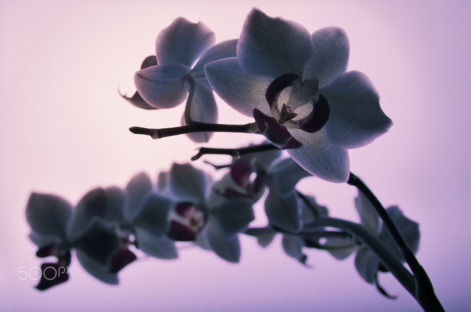 Sigma 17-70mm F2.8-4 DC Macro OS HSM sample photo. Orchid photography