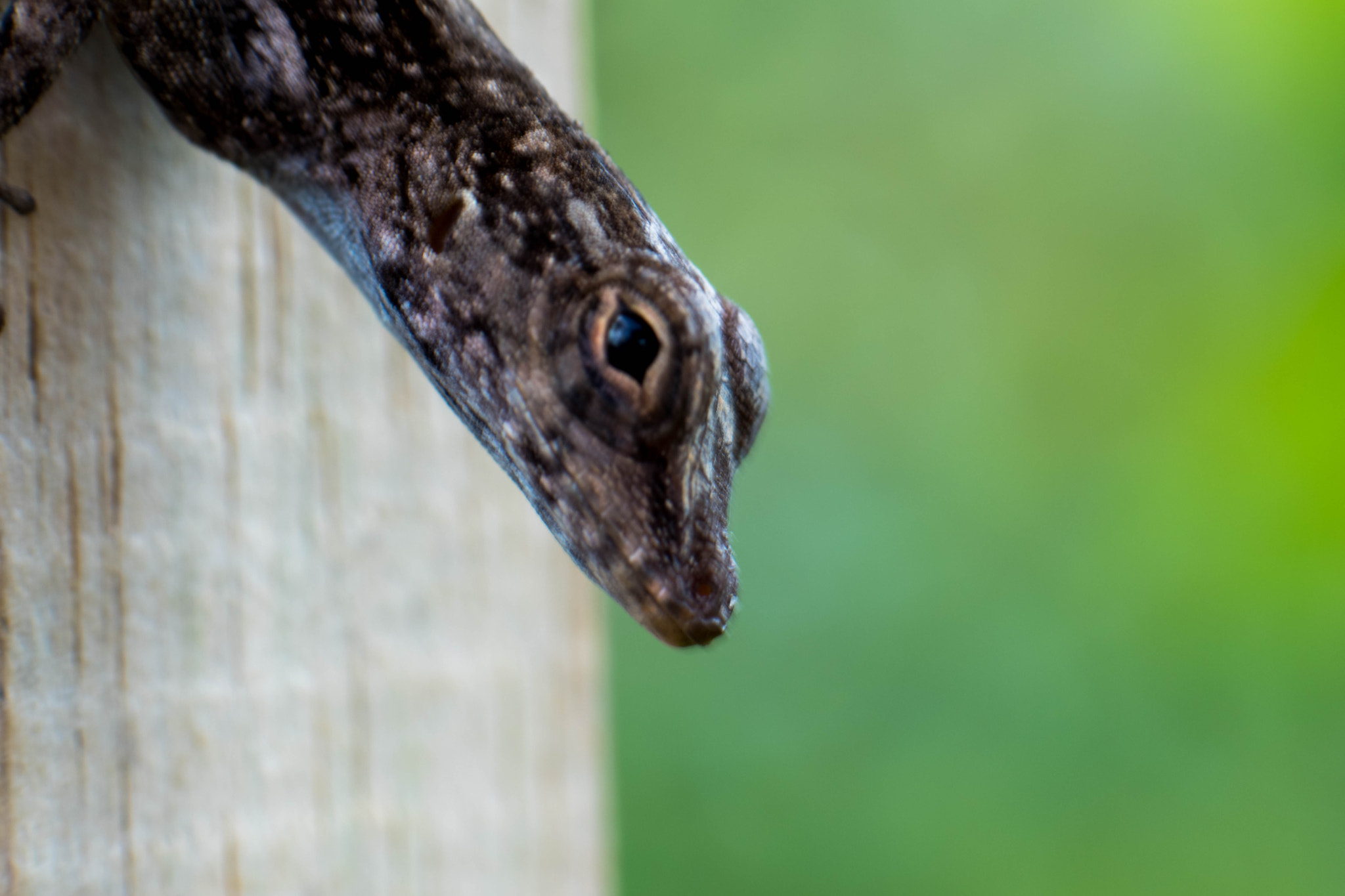 Nikon AF-S Micro-Nikkor 105mm F2.8G IF-ED VR sample photo. Curious lizard photography