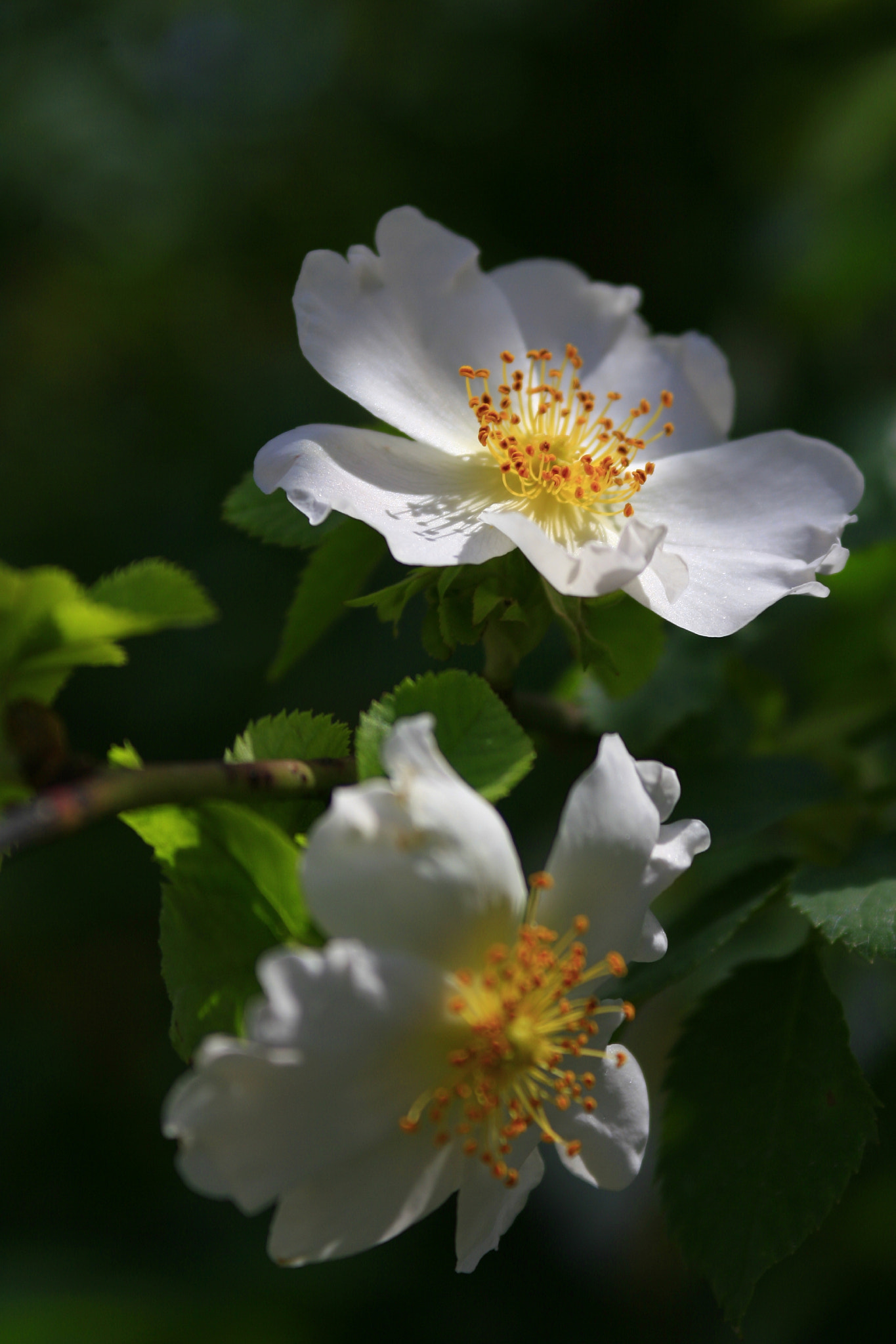 Canon EOS 30D sample photo. I photography
