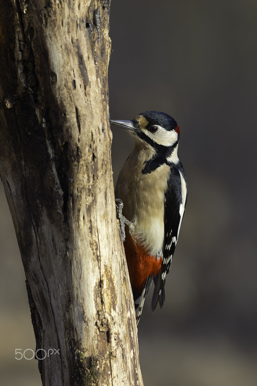 Olympus OM-D E-M1 Mark II + OLYMPUS M.300mm F4.0 sample photo. Picchio rosso photography