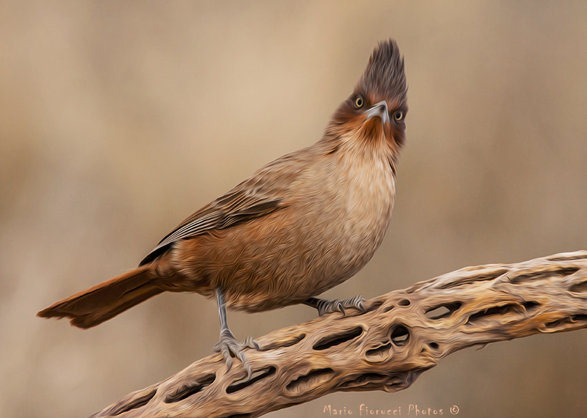 Canon EF 100-400mm F4.5-5.6L IS USM sample photo. Art brown cachalote photography
