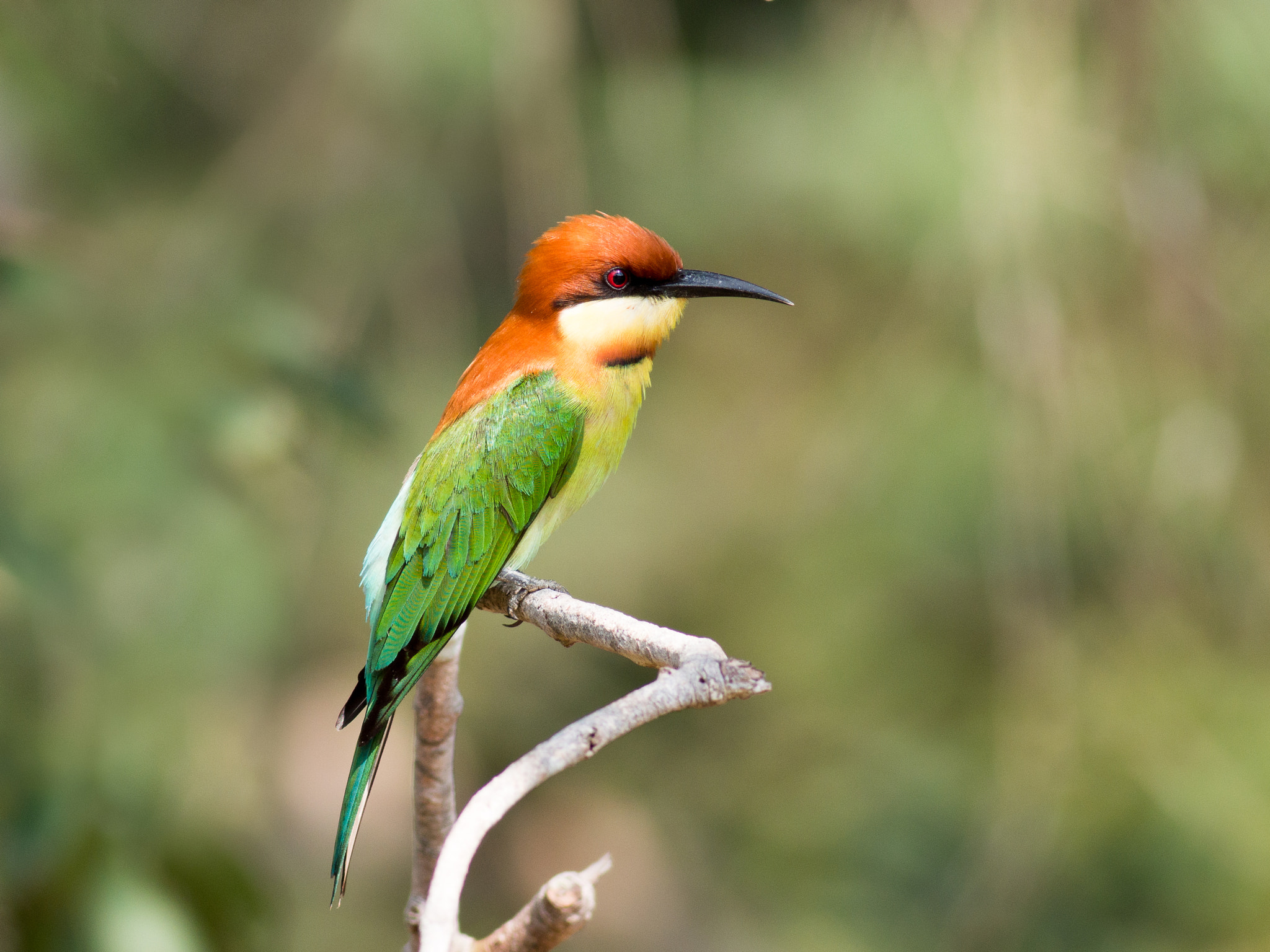 Metabones 400/5.6 sample photo. Chestnut-headed bee-eater photography