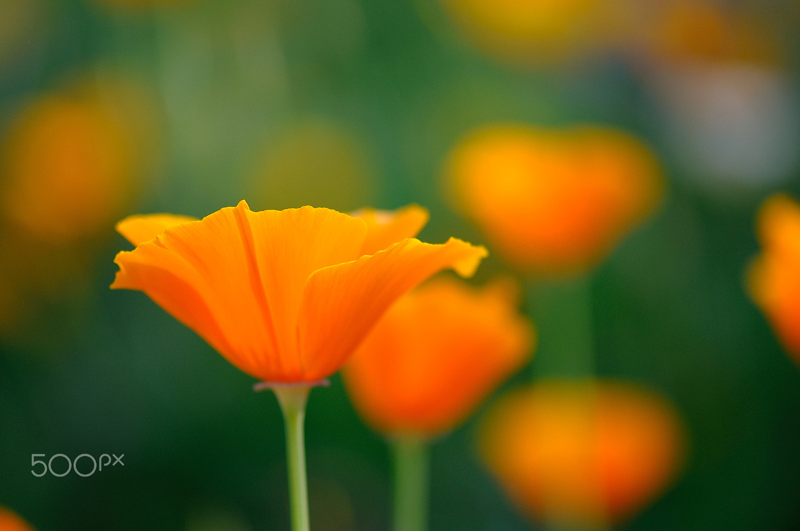 Nikon AF-S Micro-Nikkor 105mm F2.8G IF-ED VR sample photo. Orange & green photography