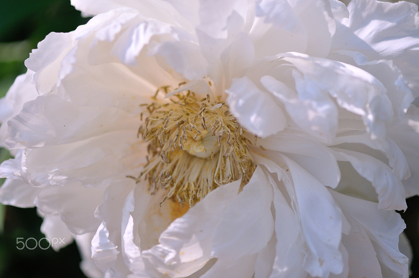 Nikon AF-S Micro-Nikkor 105mm F2.8G IF-ED VR sample photo. 芍薬 photography