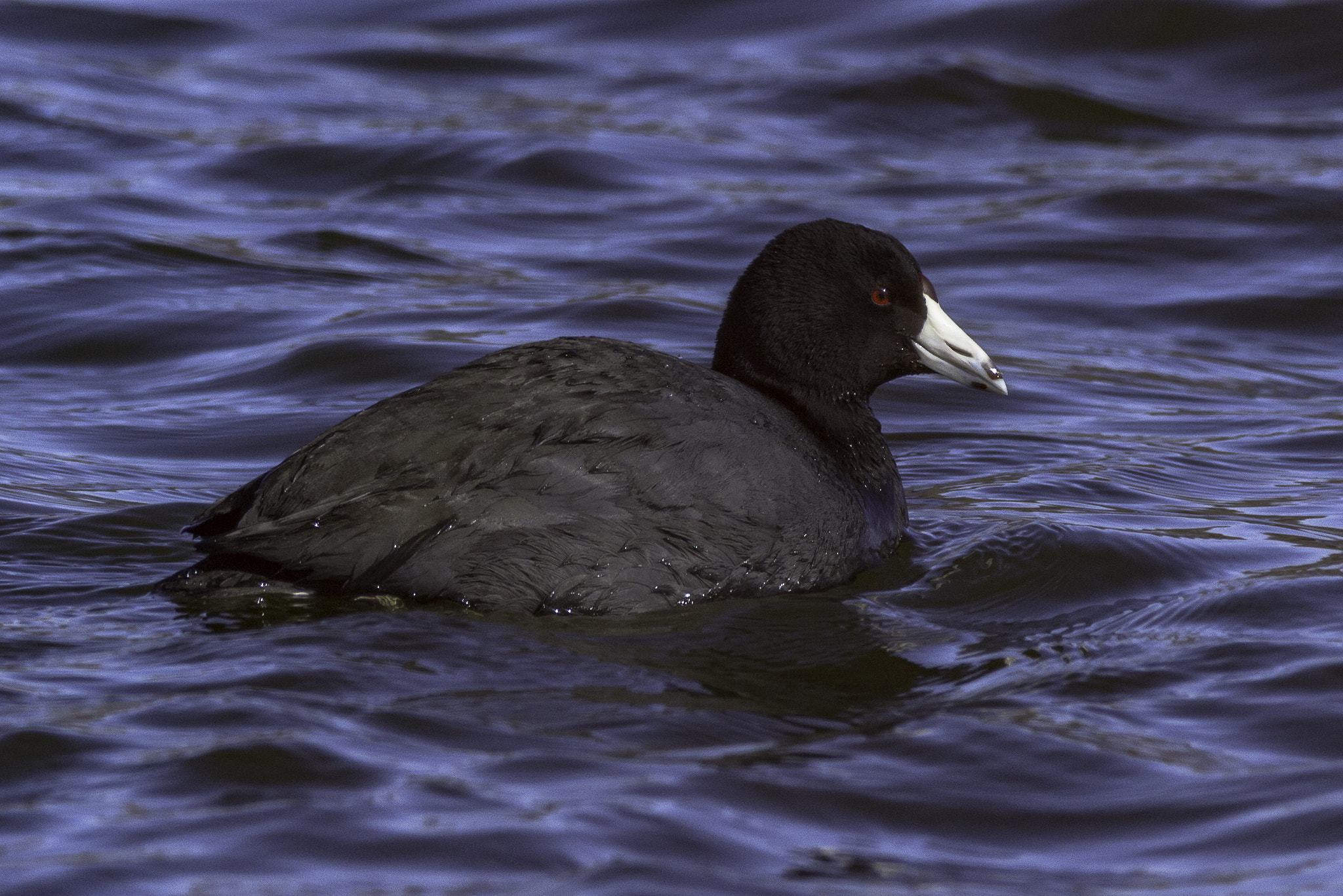 150-600mm F5-6.3 DG OS HSM | Contemporary 015 sample photo. Coot photography